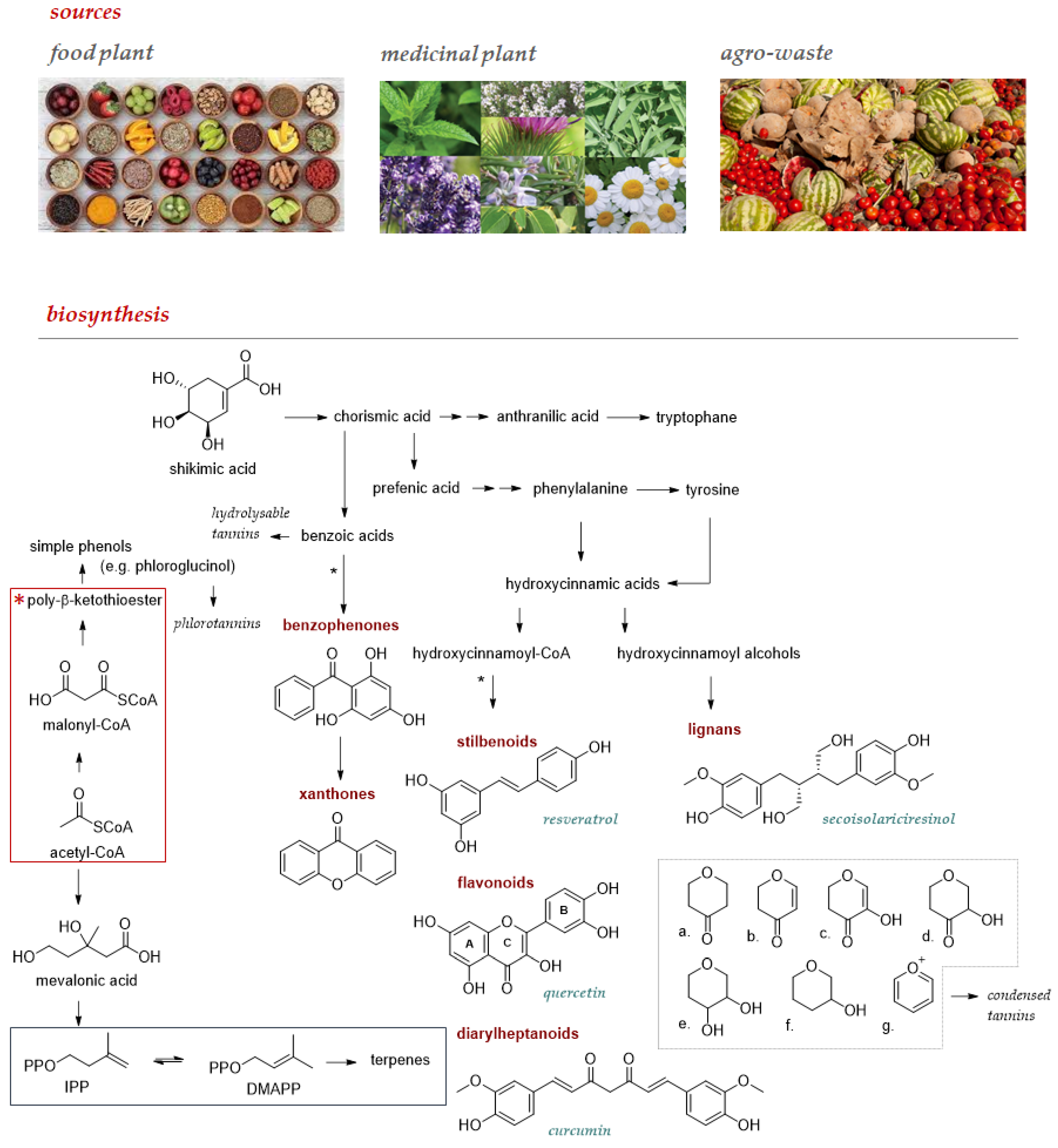 Antioxidants 12 00539 g001 Antioxidants 12 00539 g001