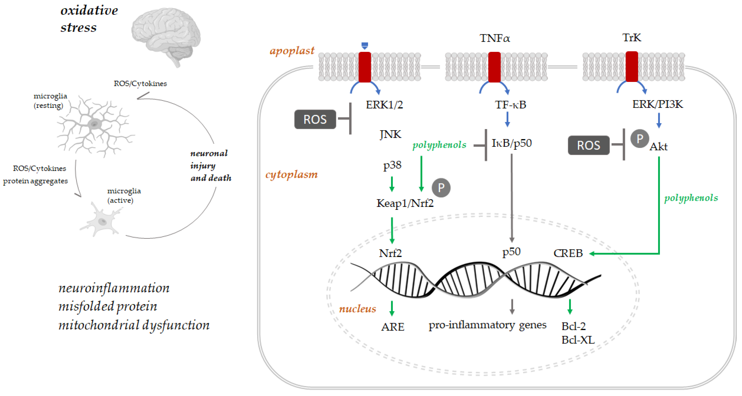 Antioxidants 12 00539 g003 Antioxidants 12 00539 g003