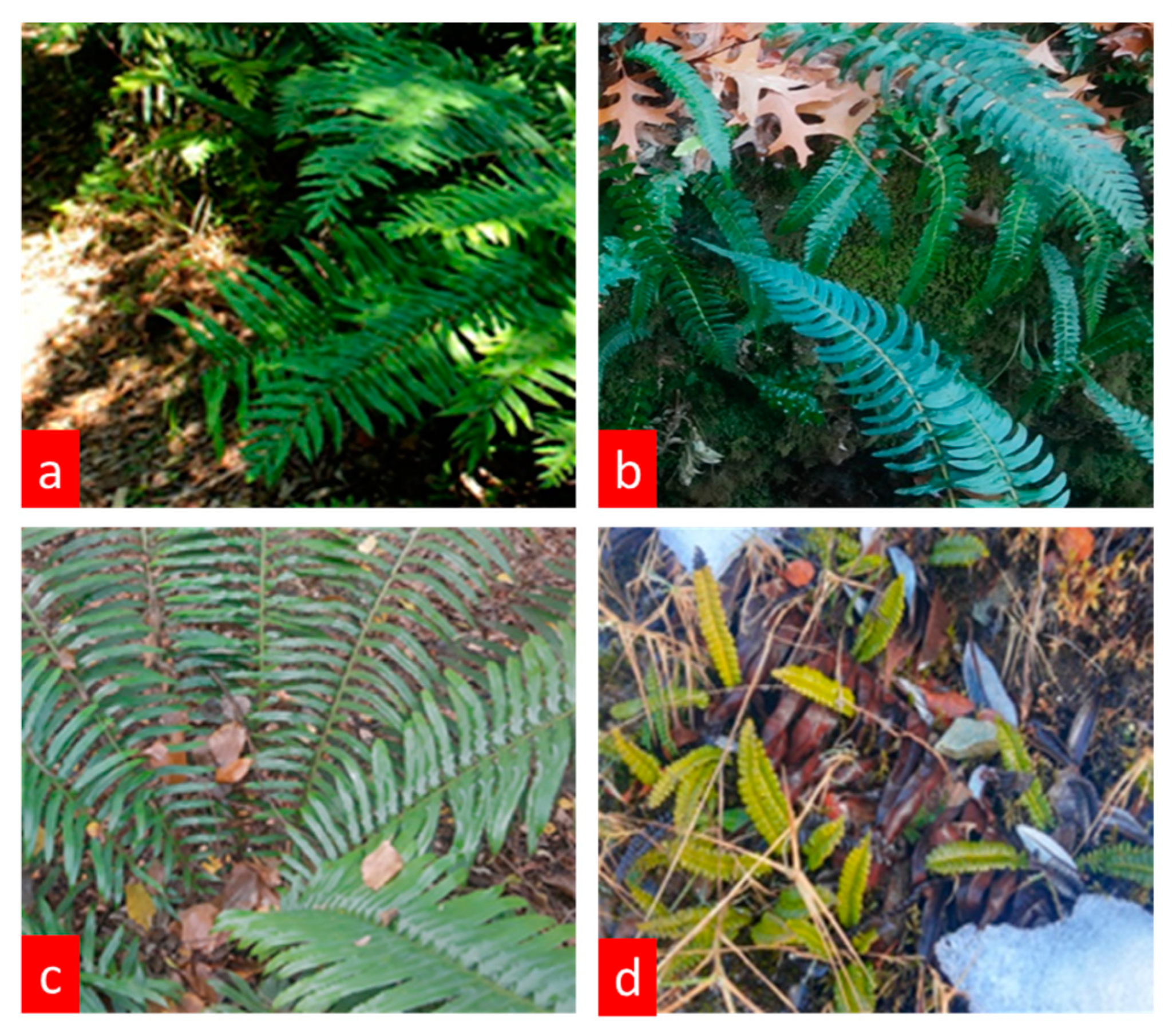 Antioxidants 12 00540 g001 Antioxidants 12 00540 g001