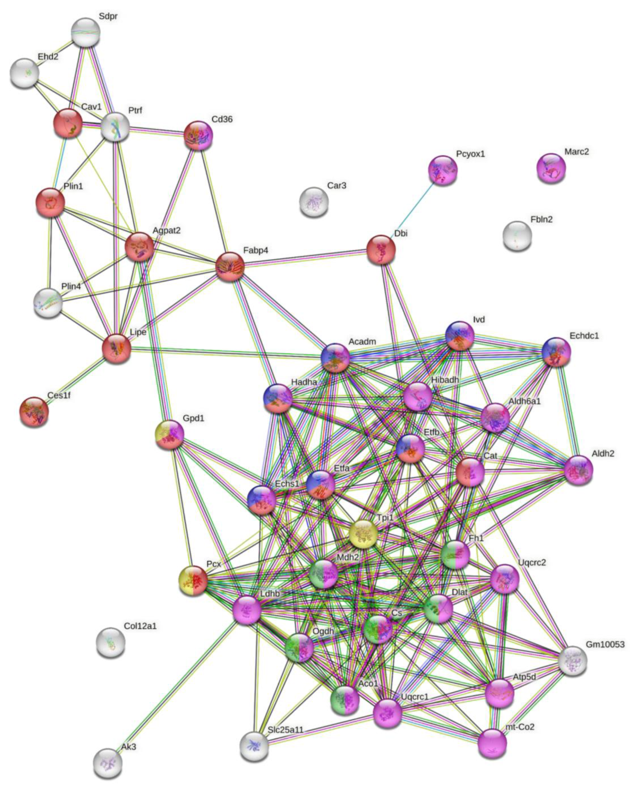 Antioxidants 12 00542 g006