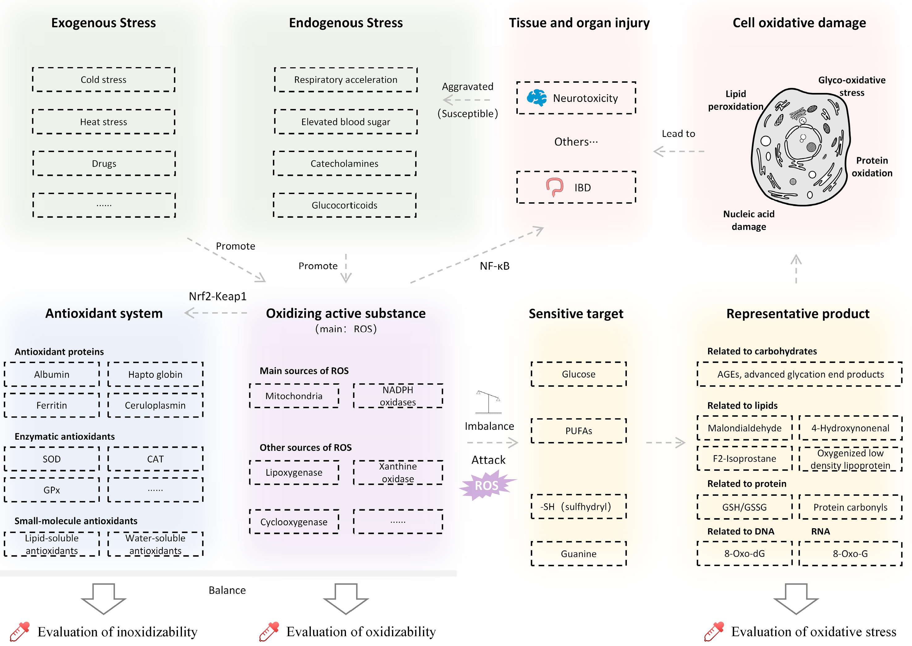Antioxidants 12 00545 g002 Antioxidants 12 00545 g002