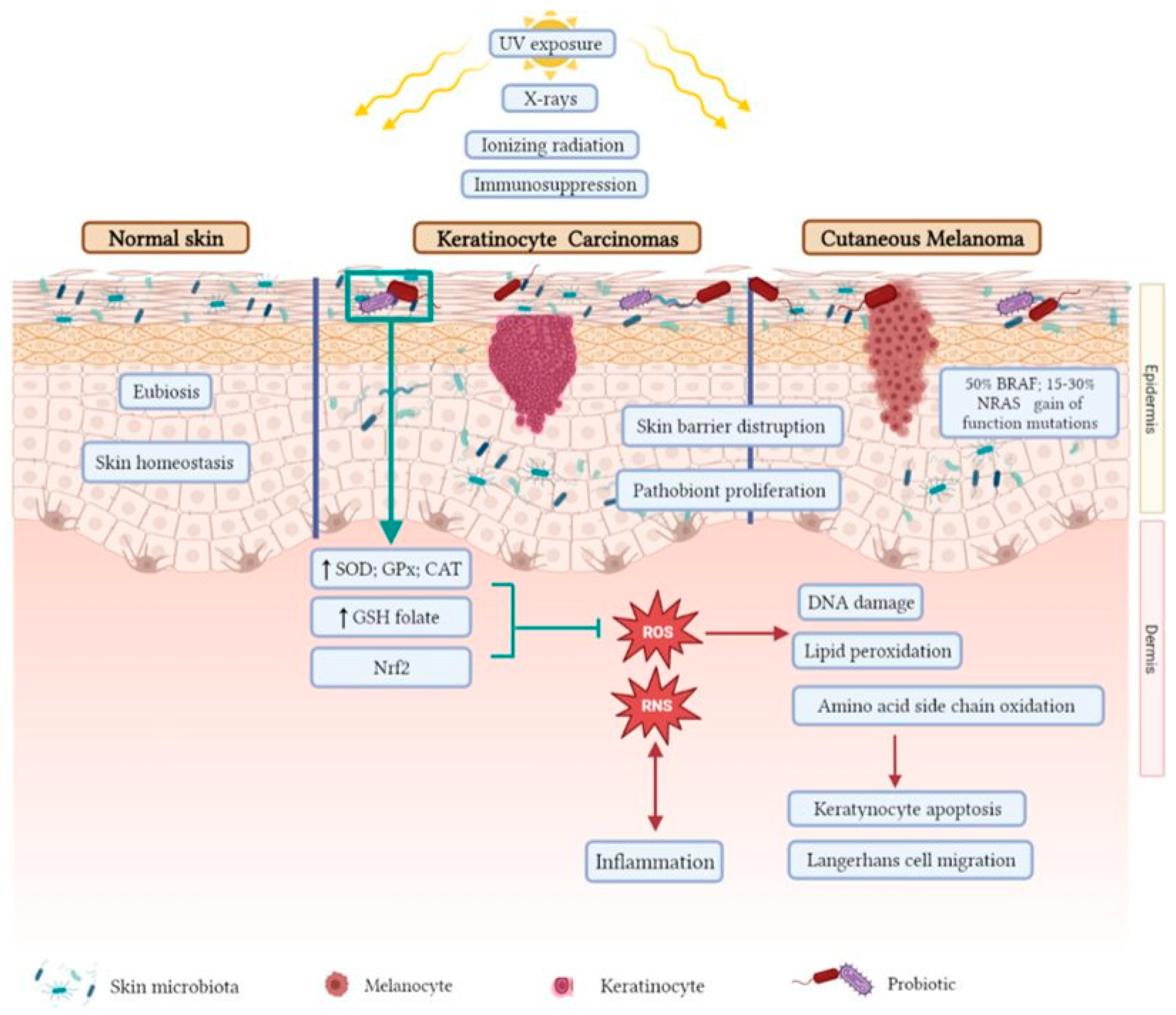 Antioxidants 12 00546 g001 Antioxidants 12 00546 g001