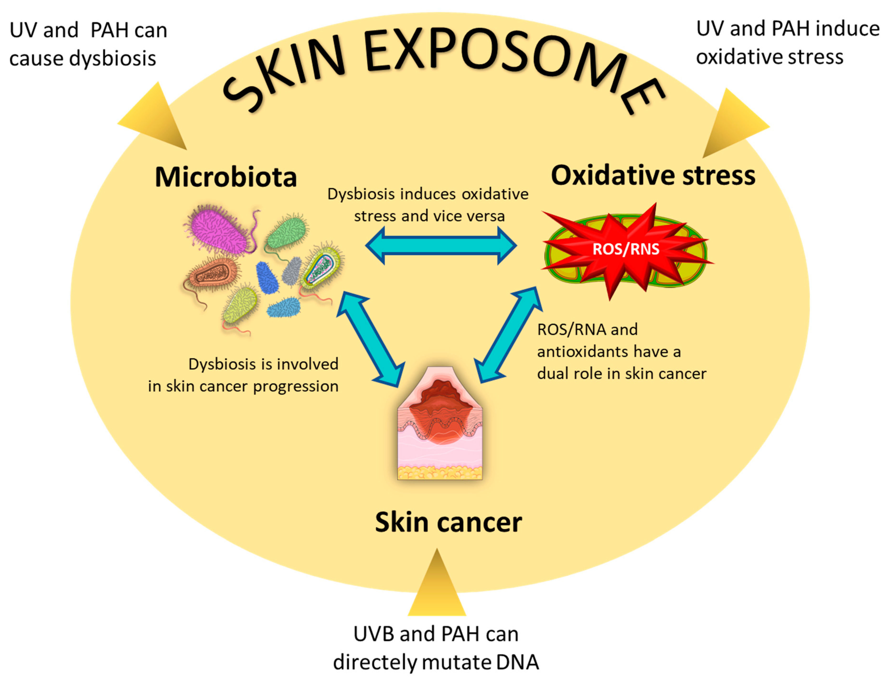 Antioxidants 12 00546 g002 Antioxidants 12 00546 g002