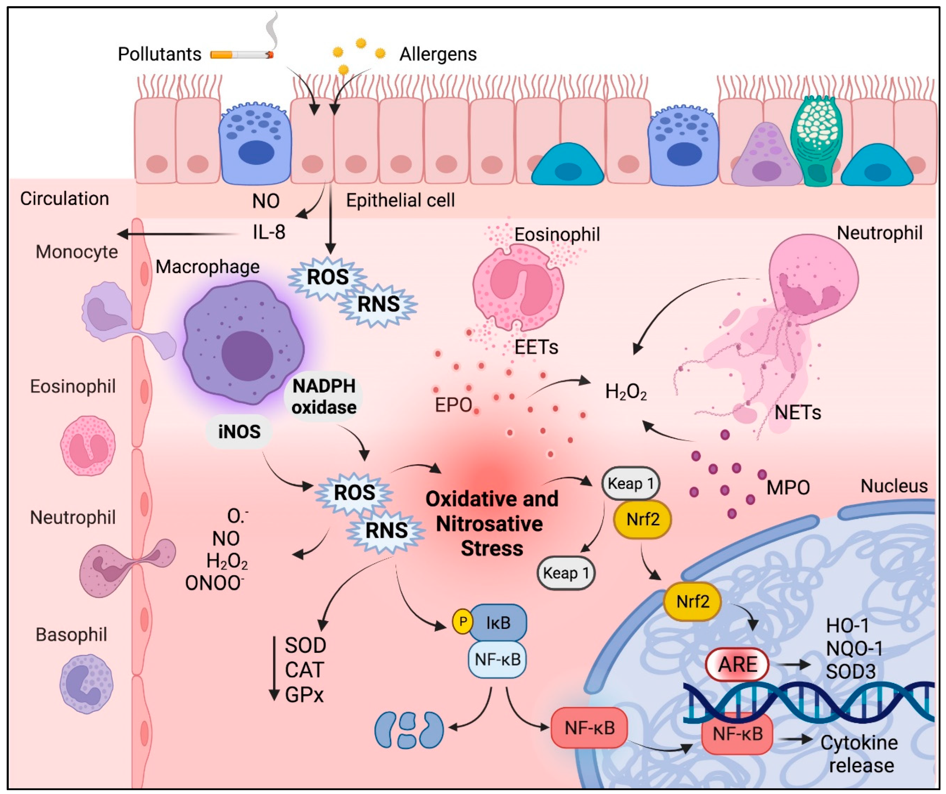 Impact on the antioxidant system, histology, and cell death of