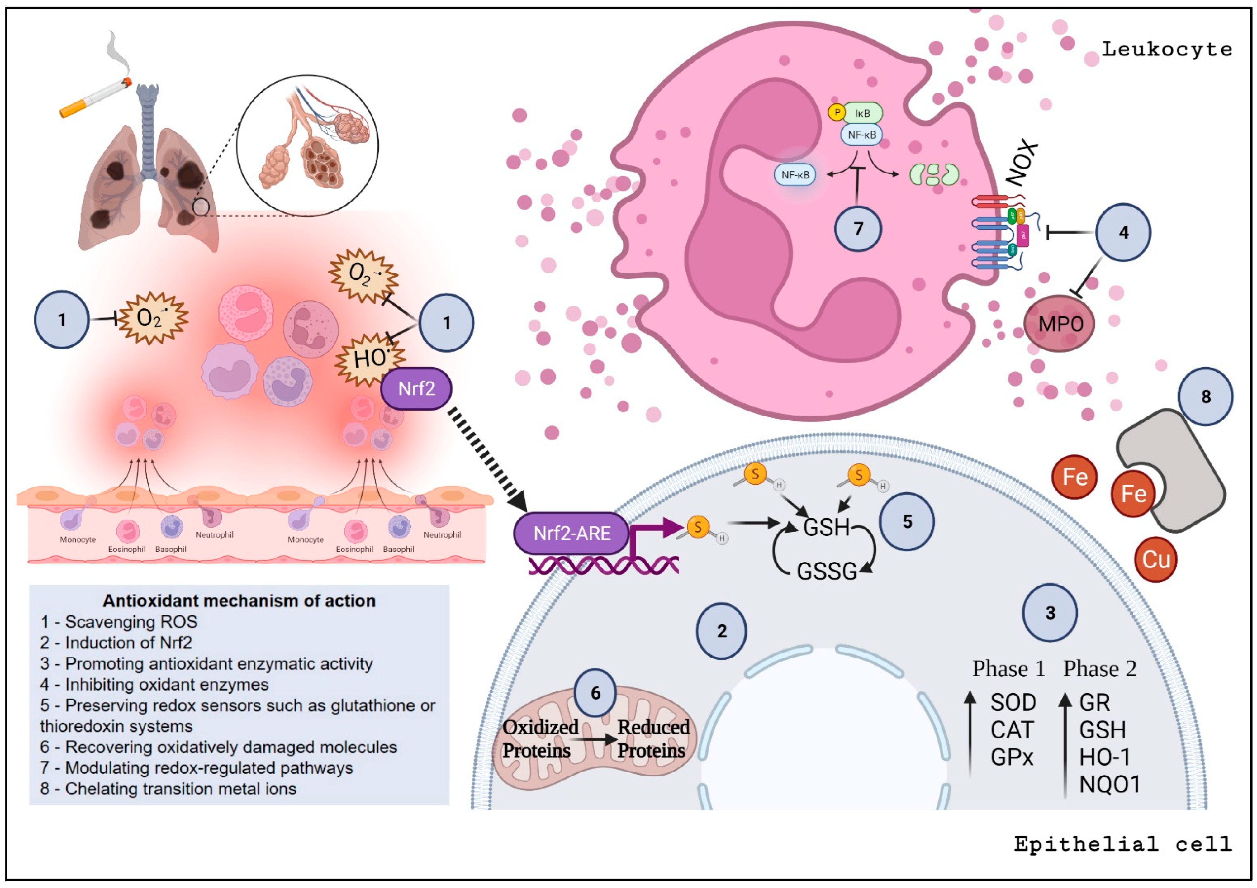 Antioxidants 12 00548 g003