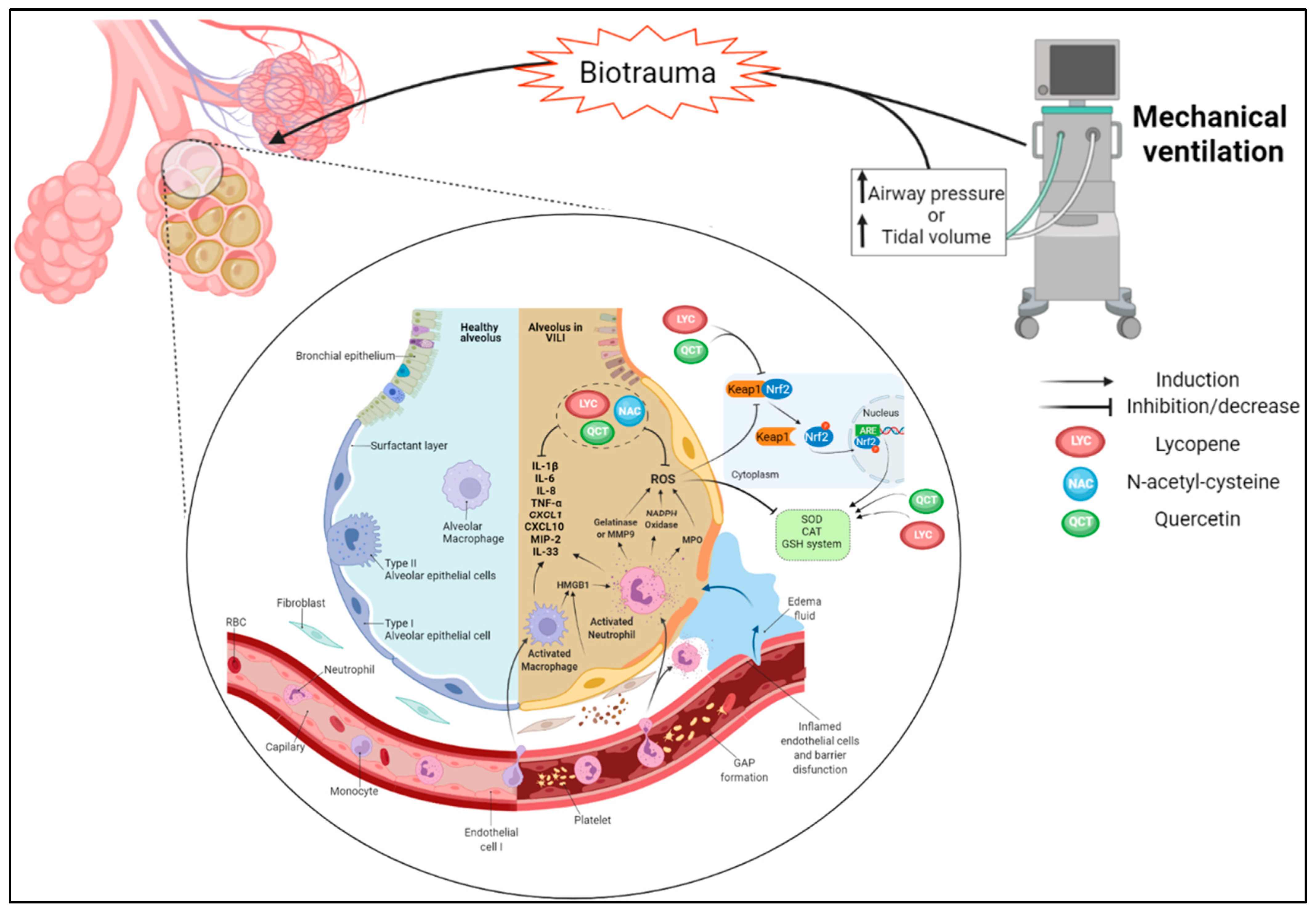 Antioxidants 12 00548 g007