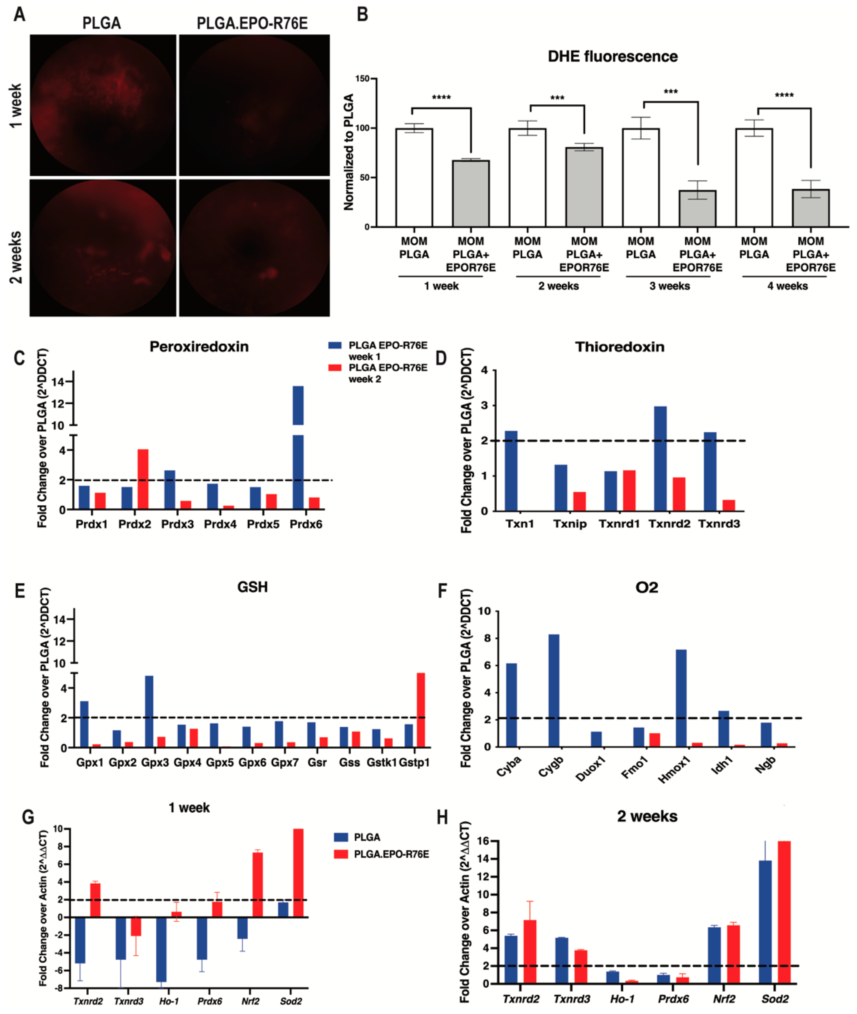 Antioxidants 12 00556 g002