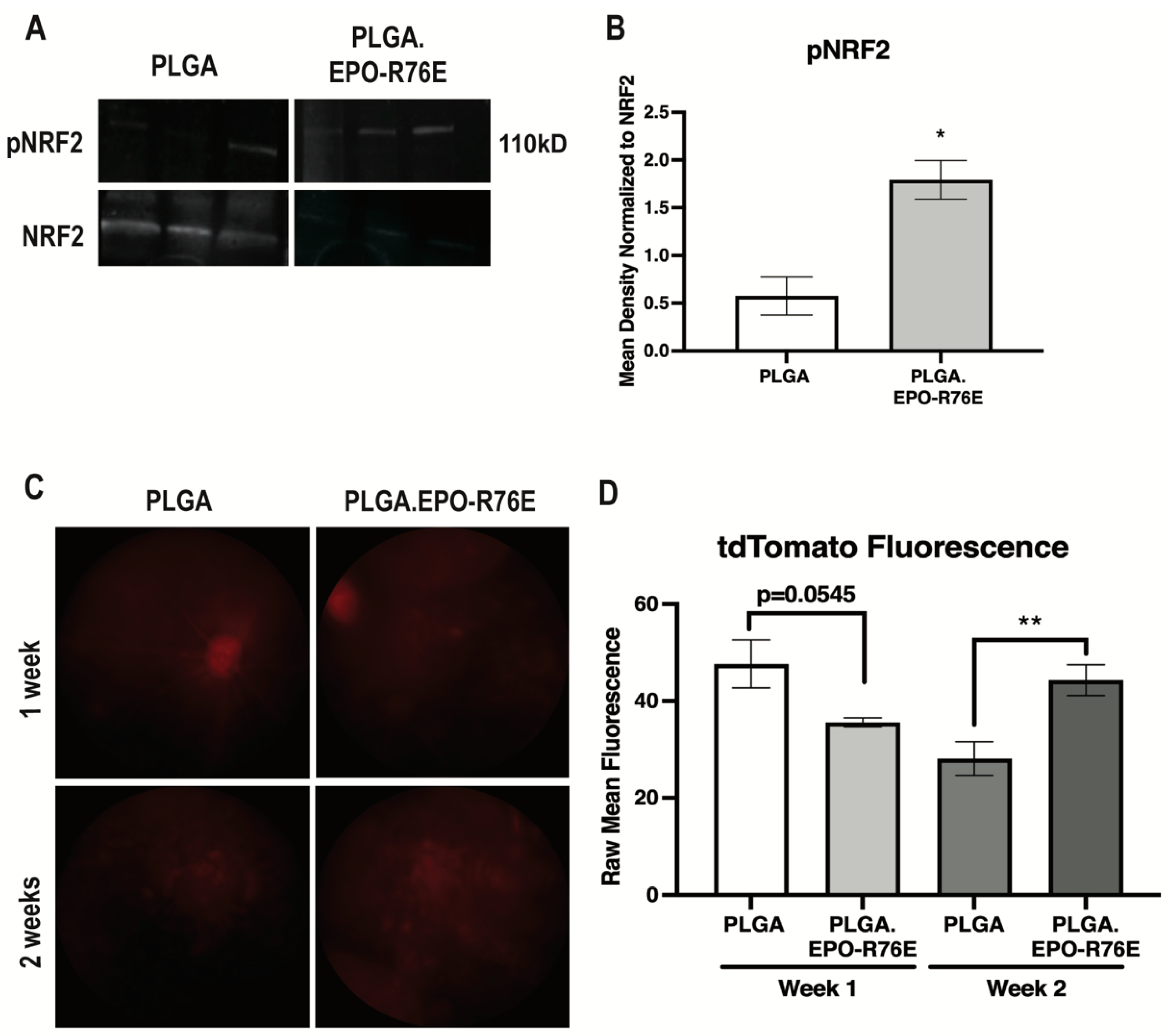 Antioxidants 12 00556 g003