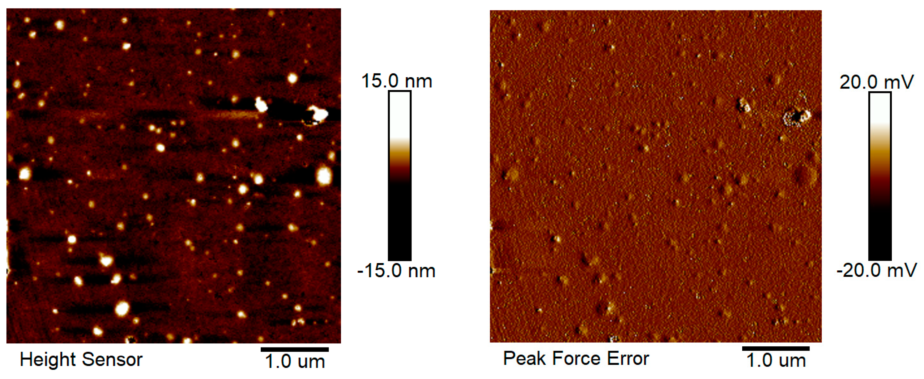 Antioxidants 12 00564 g007 Antioxidants 12 00564 g007
