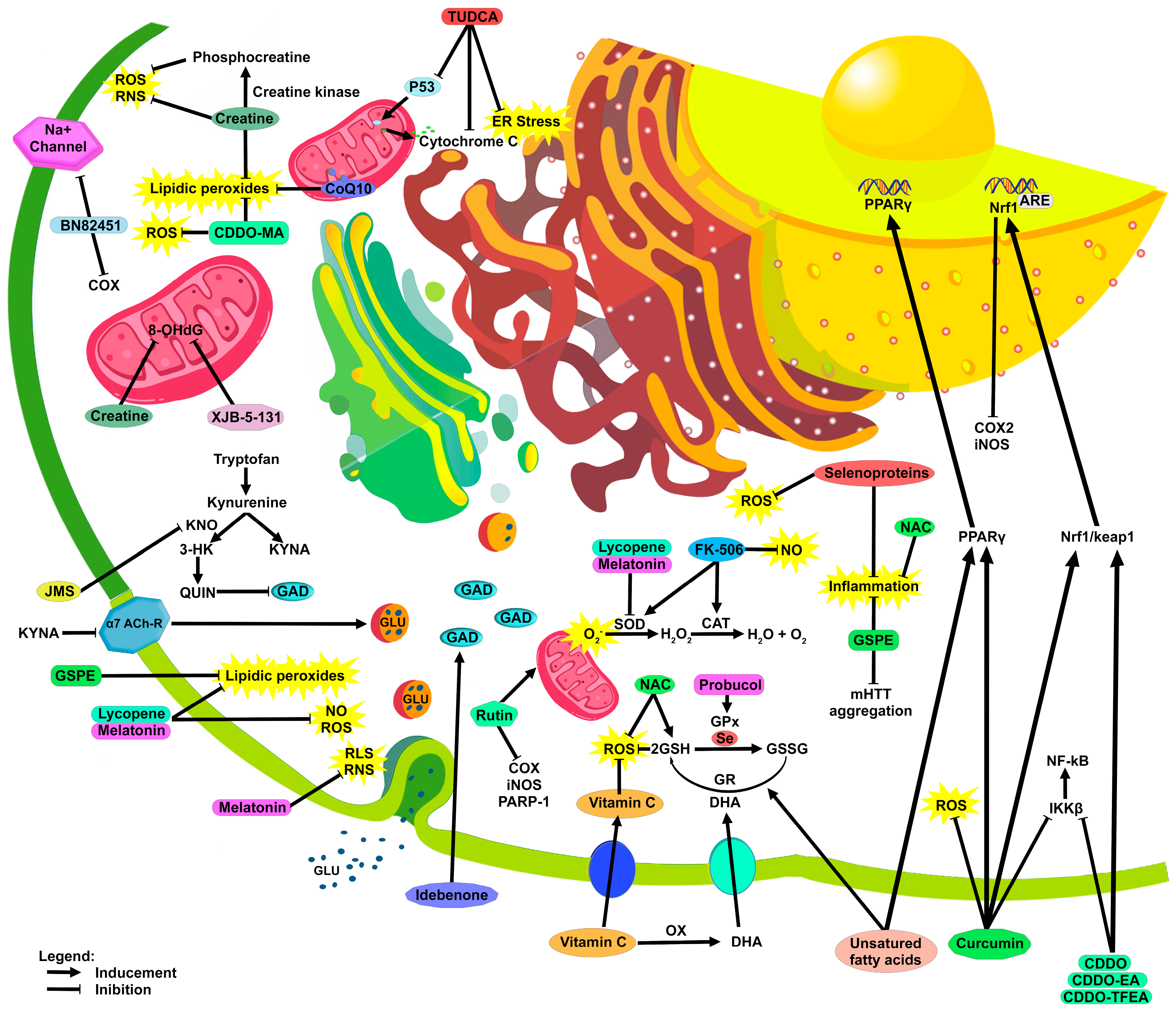 Antioxidants 12 00571 g002 Antioxidants 12 00571 g002