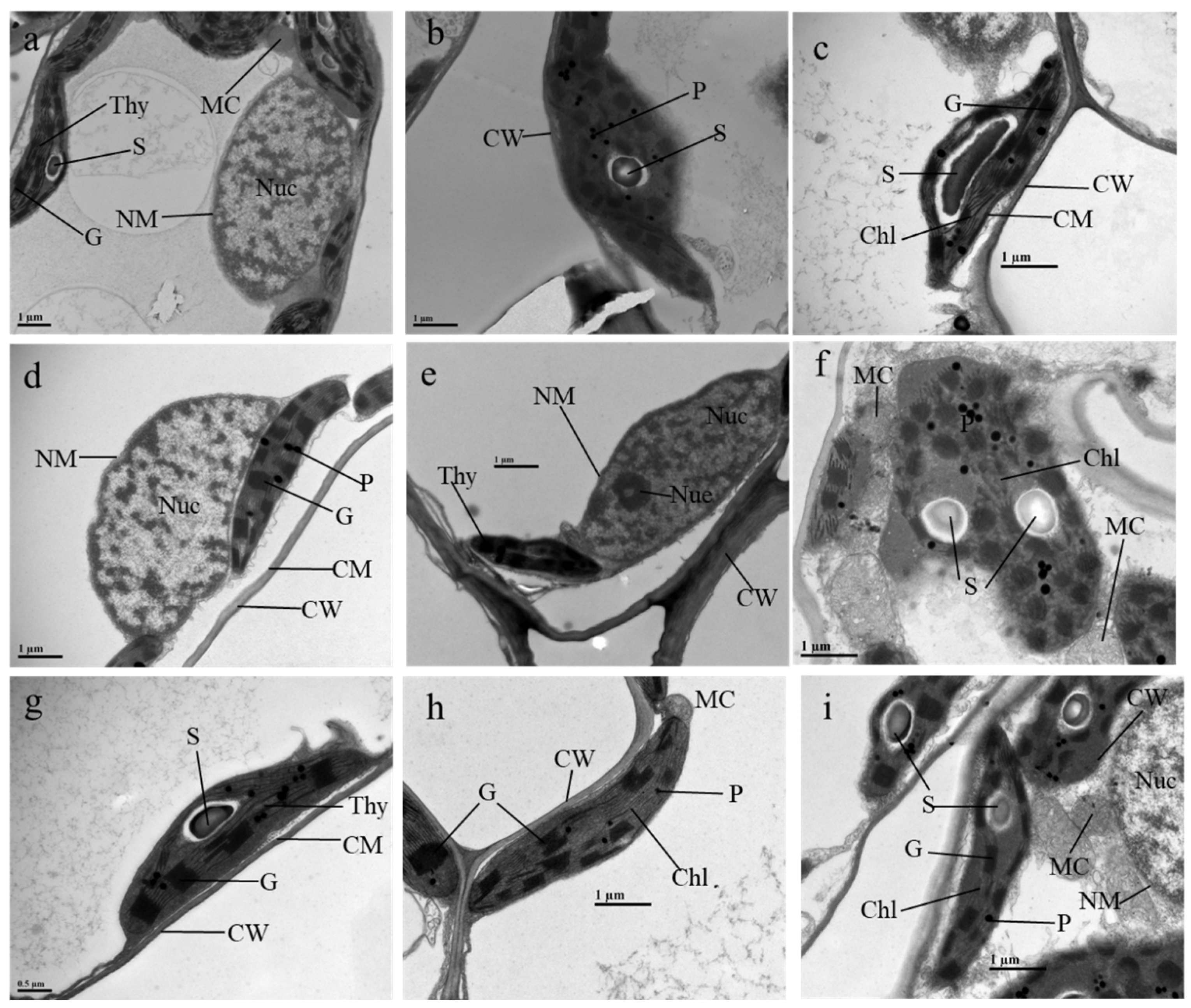 Antioxidants 12 00580 g004 Antioxidants 12 00580 g004