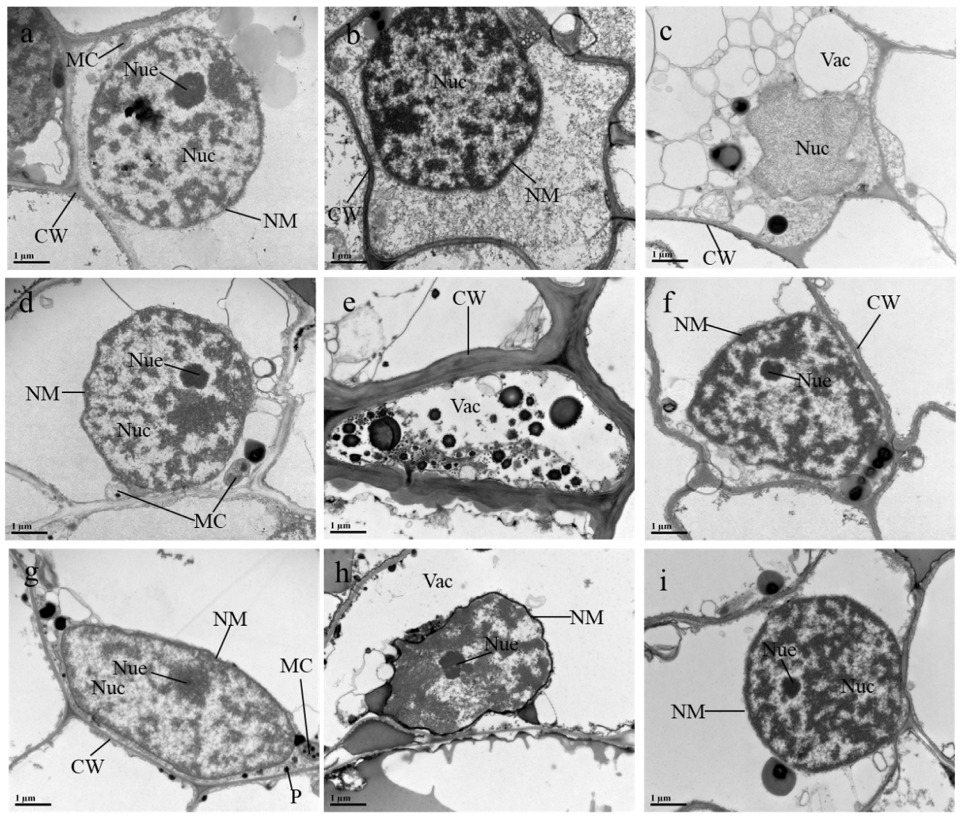 Antioxidants 12 00580 g005 Antioxidants 12 00580 g005