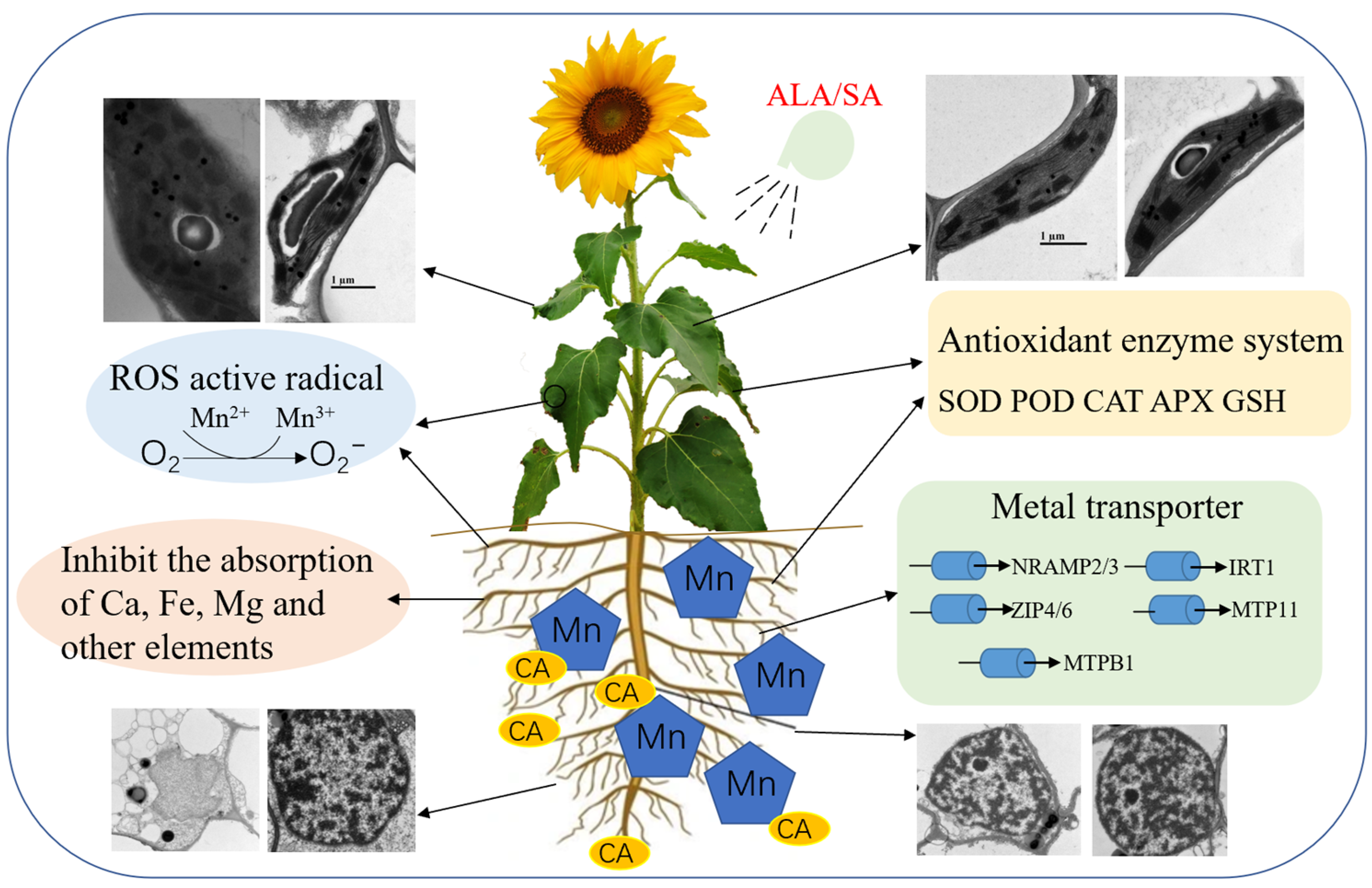 Antioxidants 12 00580 g007 Antioxidants 12 00580 g007