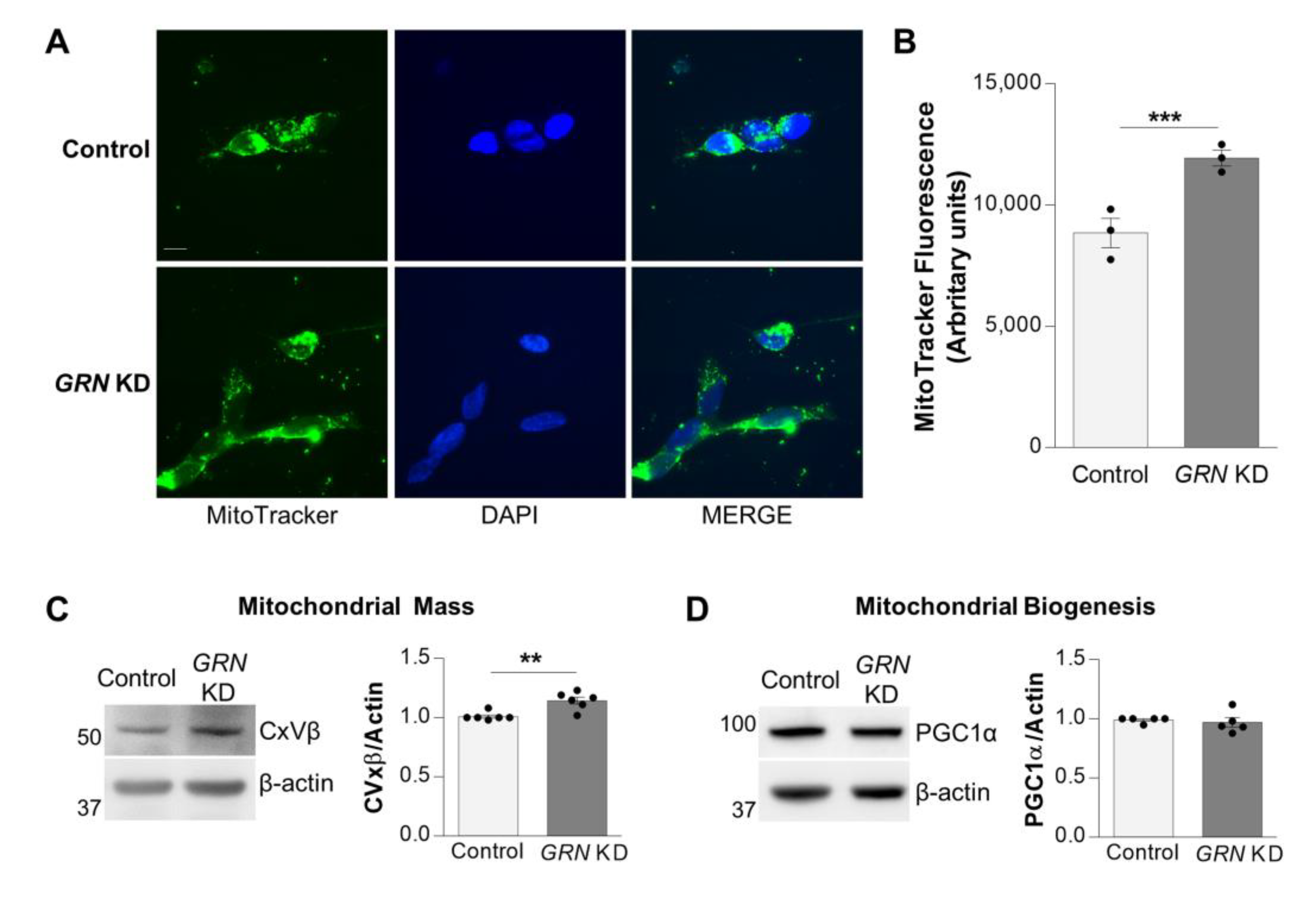 Antioxidants 12 00581 g003 Antioxidants 12 00581 g003
