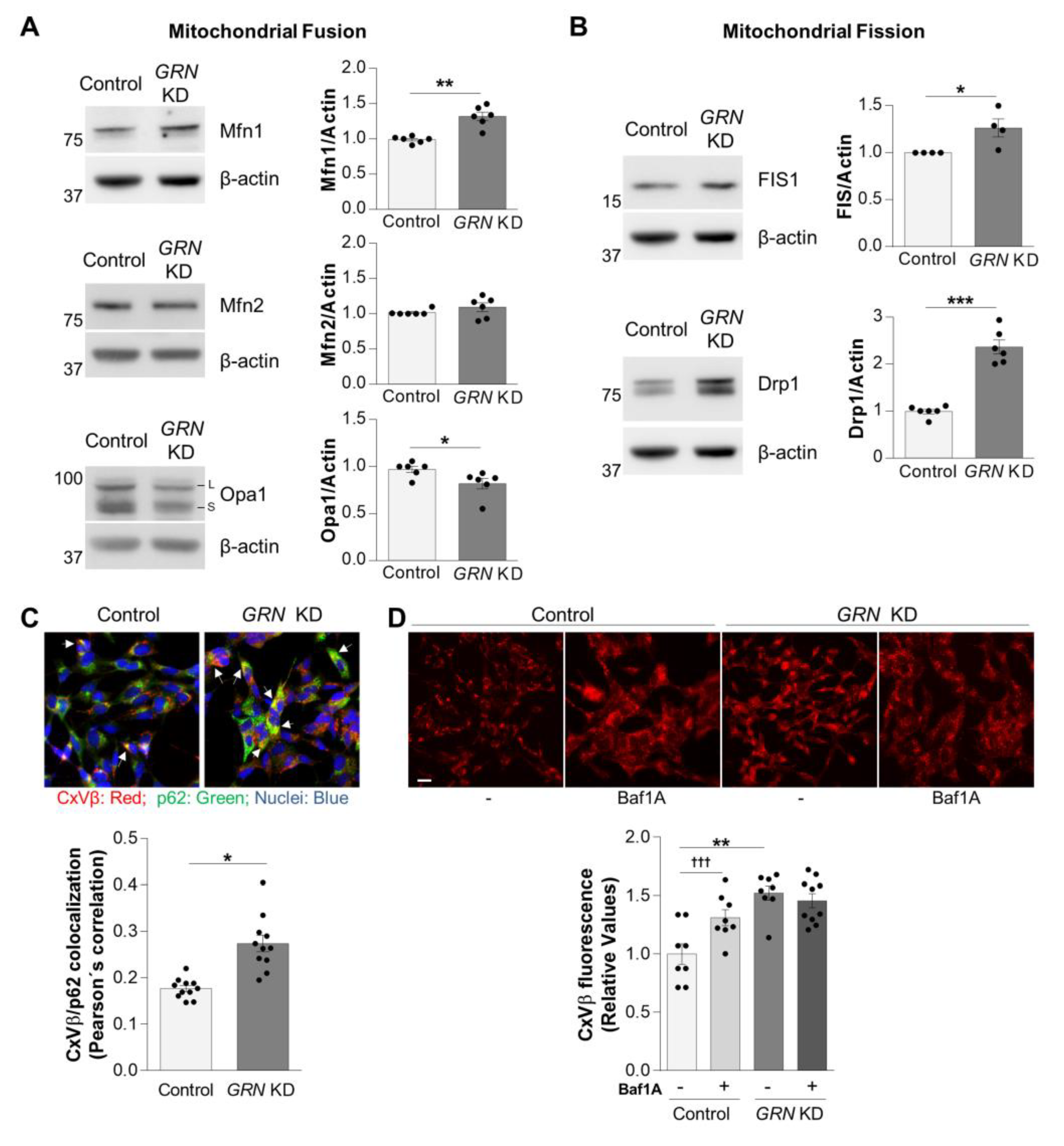 Antioxidants 12 00581 g004 Antioxidants 12 00581 g004