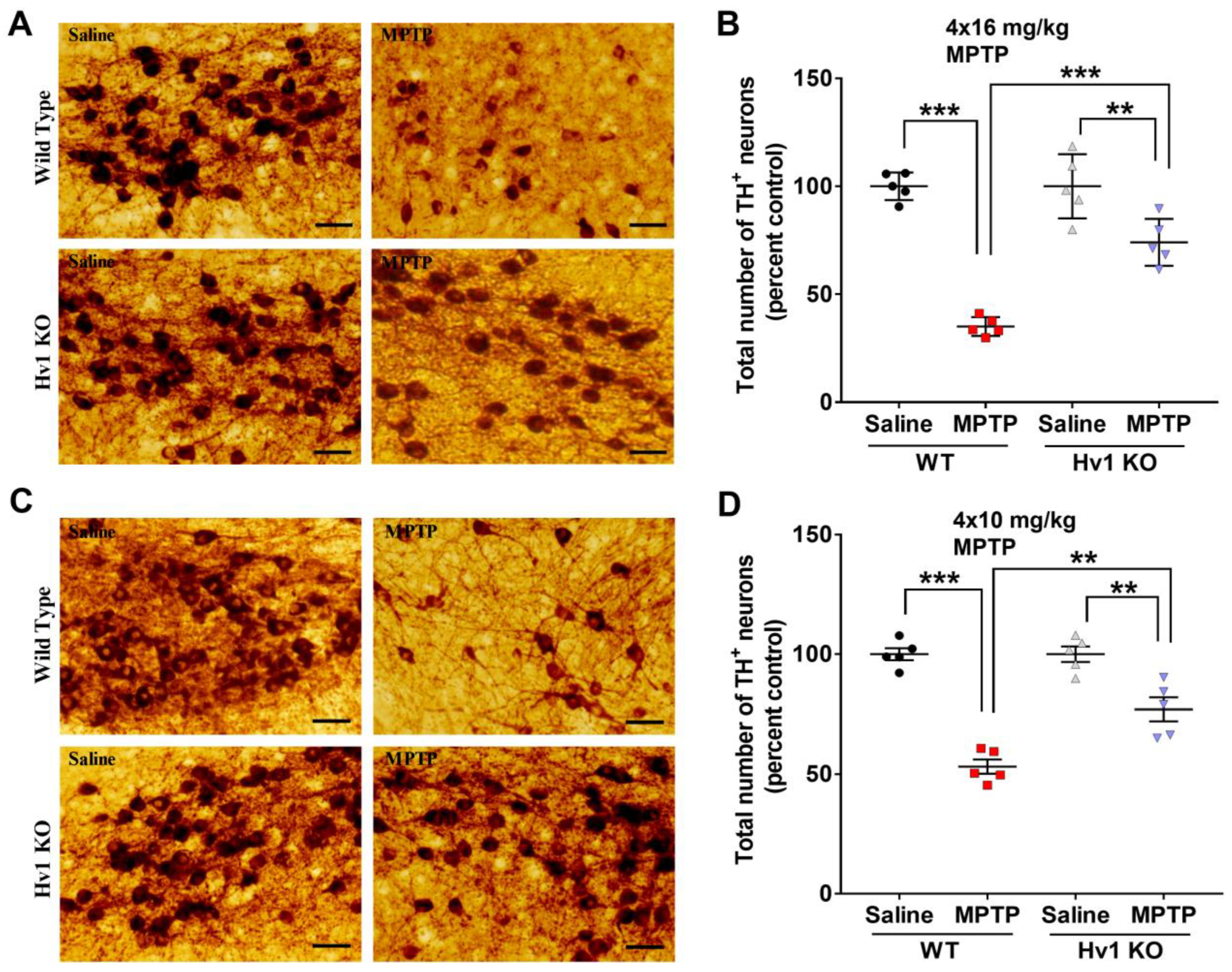 Antioxidants 12 00582 g005 Antioxidants 12 00582 g005