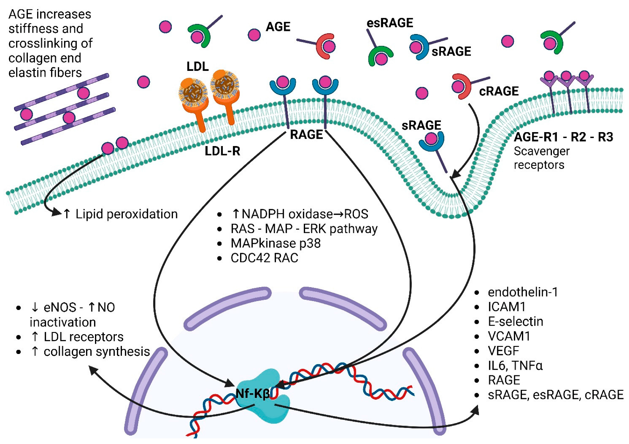 Antioxidants 12 00584 g002 Antioxidants 12 00584 g002