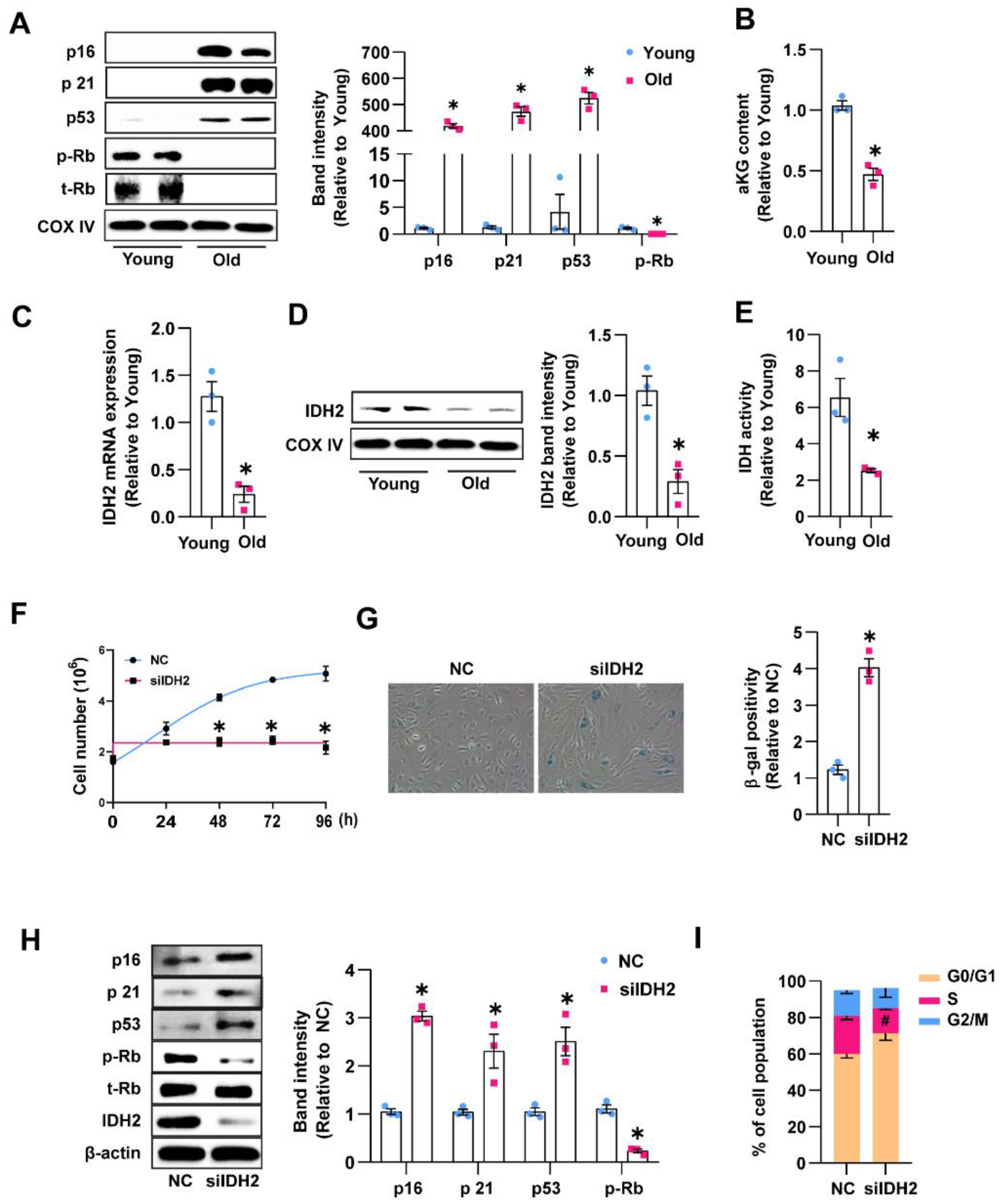 Antioxidants 12 00585 g001 Antioxidants 12 00585 g001