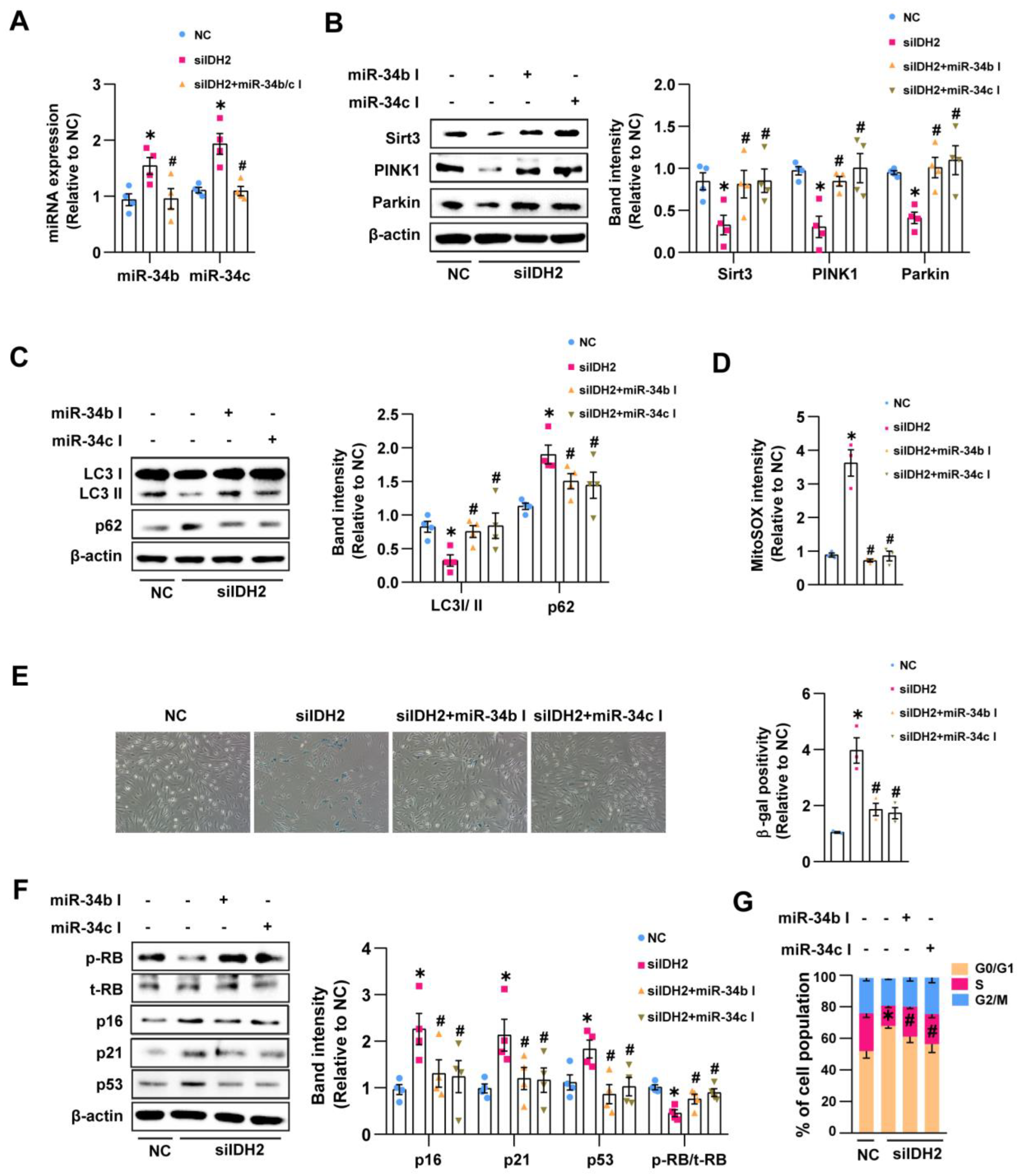 Antioxidants 12 00585 g003 Antioxidants 12 00585 g003