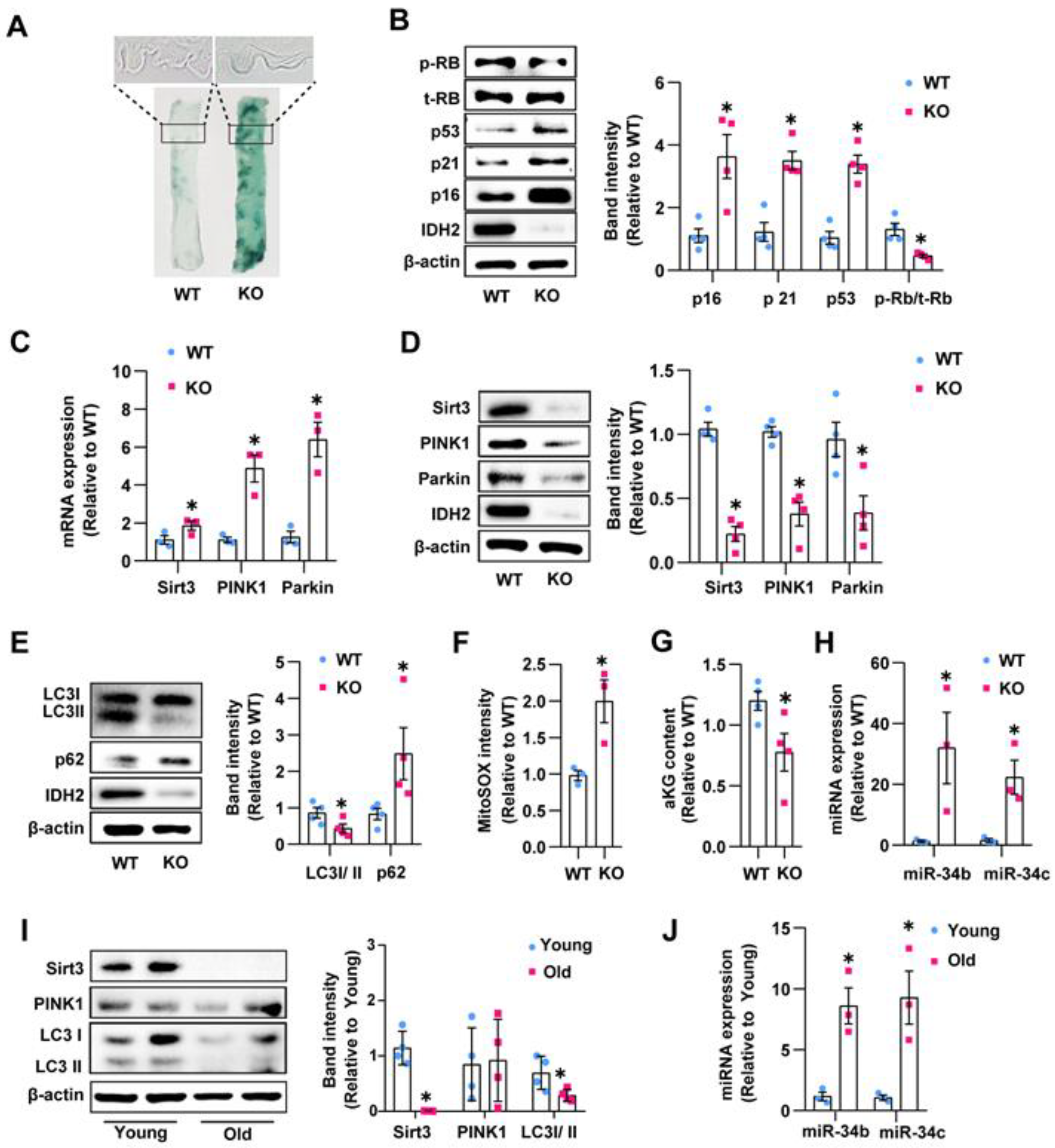 Antioxidants 12 00585 g005 Antioxidants 12 00585 g005