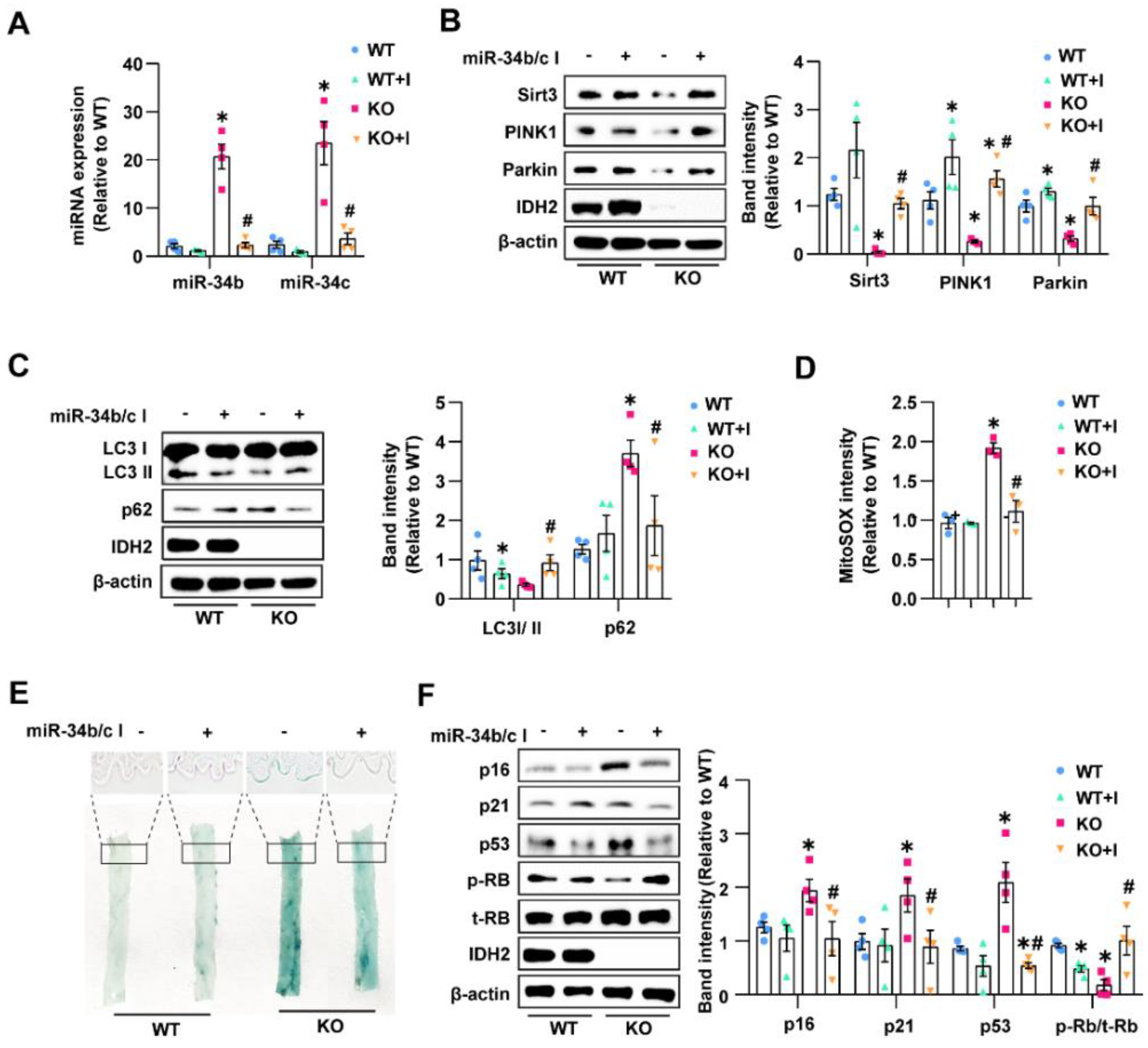 Antioxidants 12 00585 g006 Antioxidants 12 00585 g006