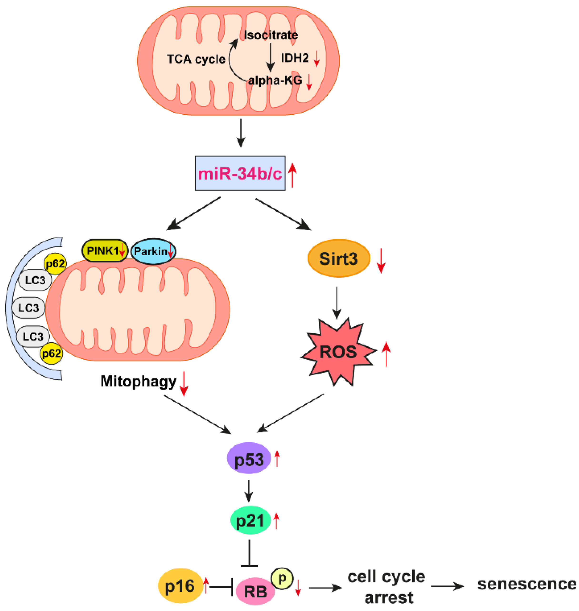 Antioxidants 12 00585 g007 Antioxidants 12 00585 g007
