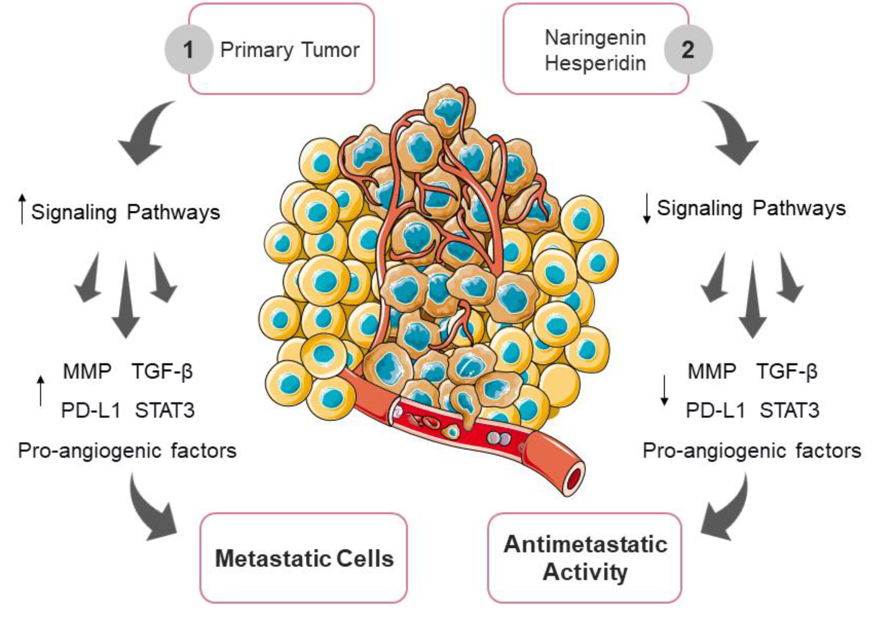 Antioxidants 12 00586 g004 Antioxidants 12 00586 g004
