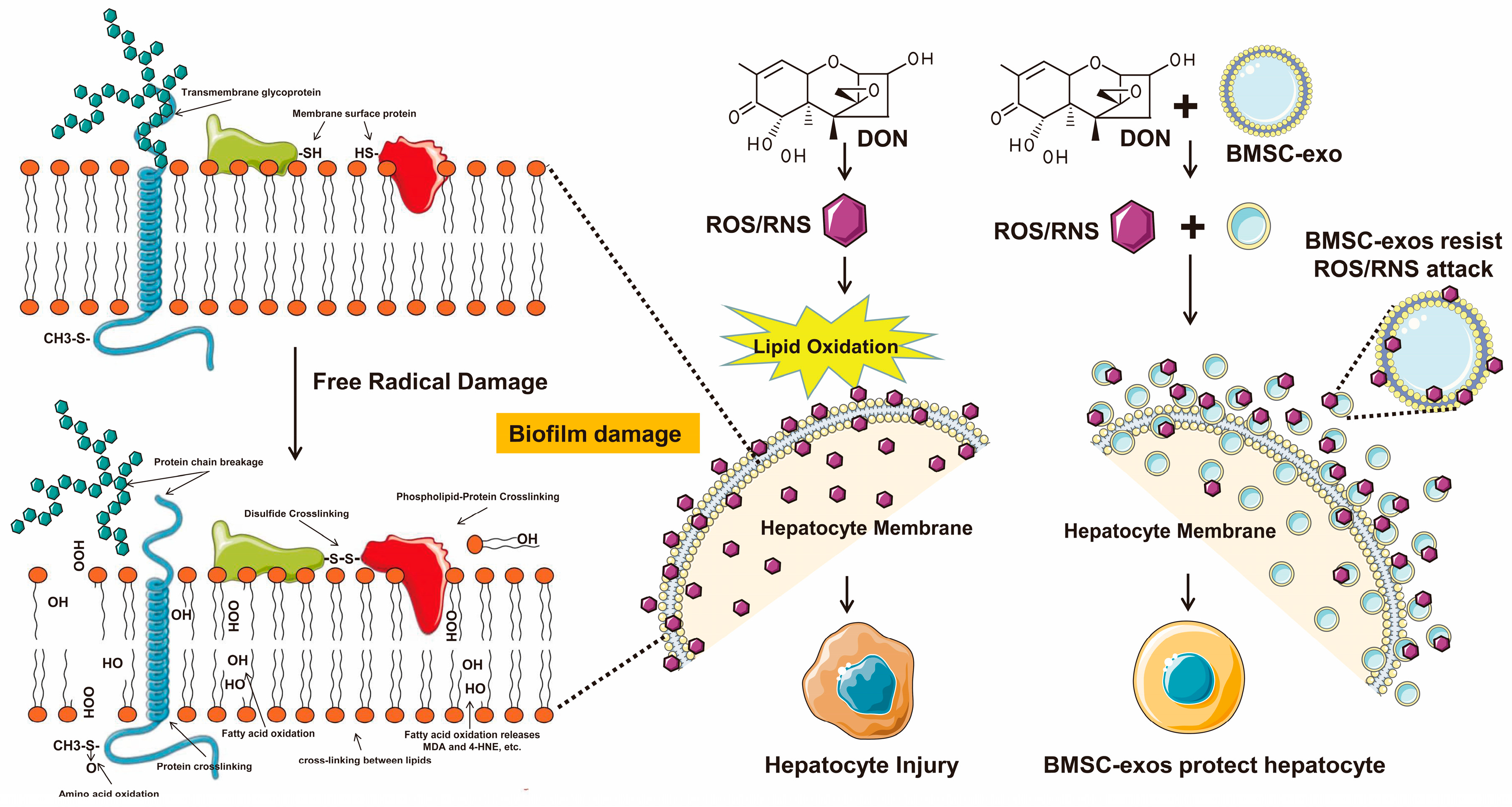 Antioxidants 12 00588 g009