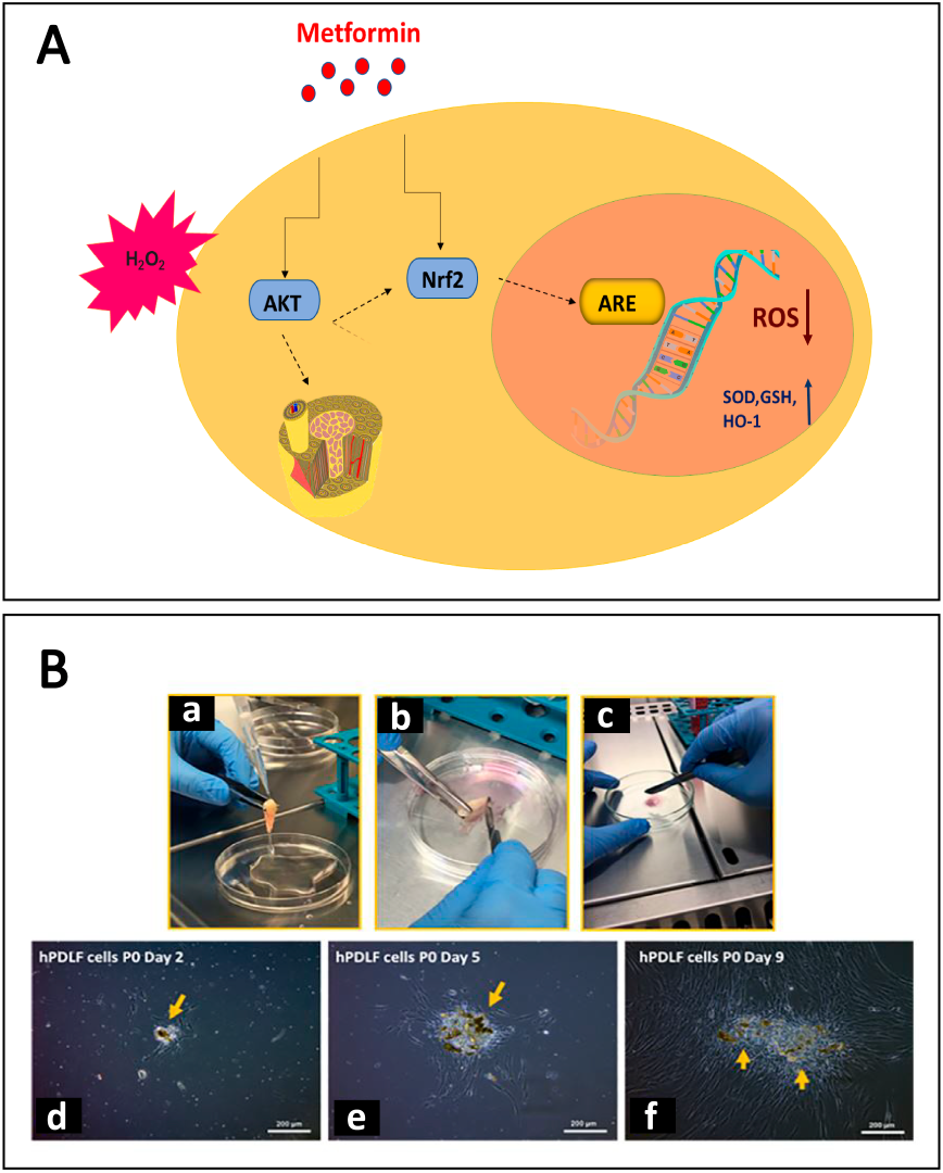 Antioxidants 12 00594 g003 Antioxidants 12 00594 g003