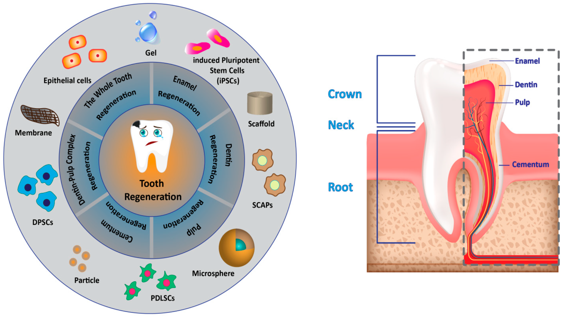 Antioxidants 12 00594 g004 Antioxidants 12 00594 g004