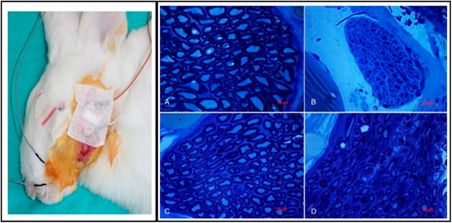 Antioxidants 12 00594 g008 Antioxidants 12 00594 g008