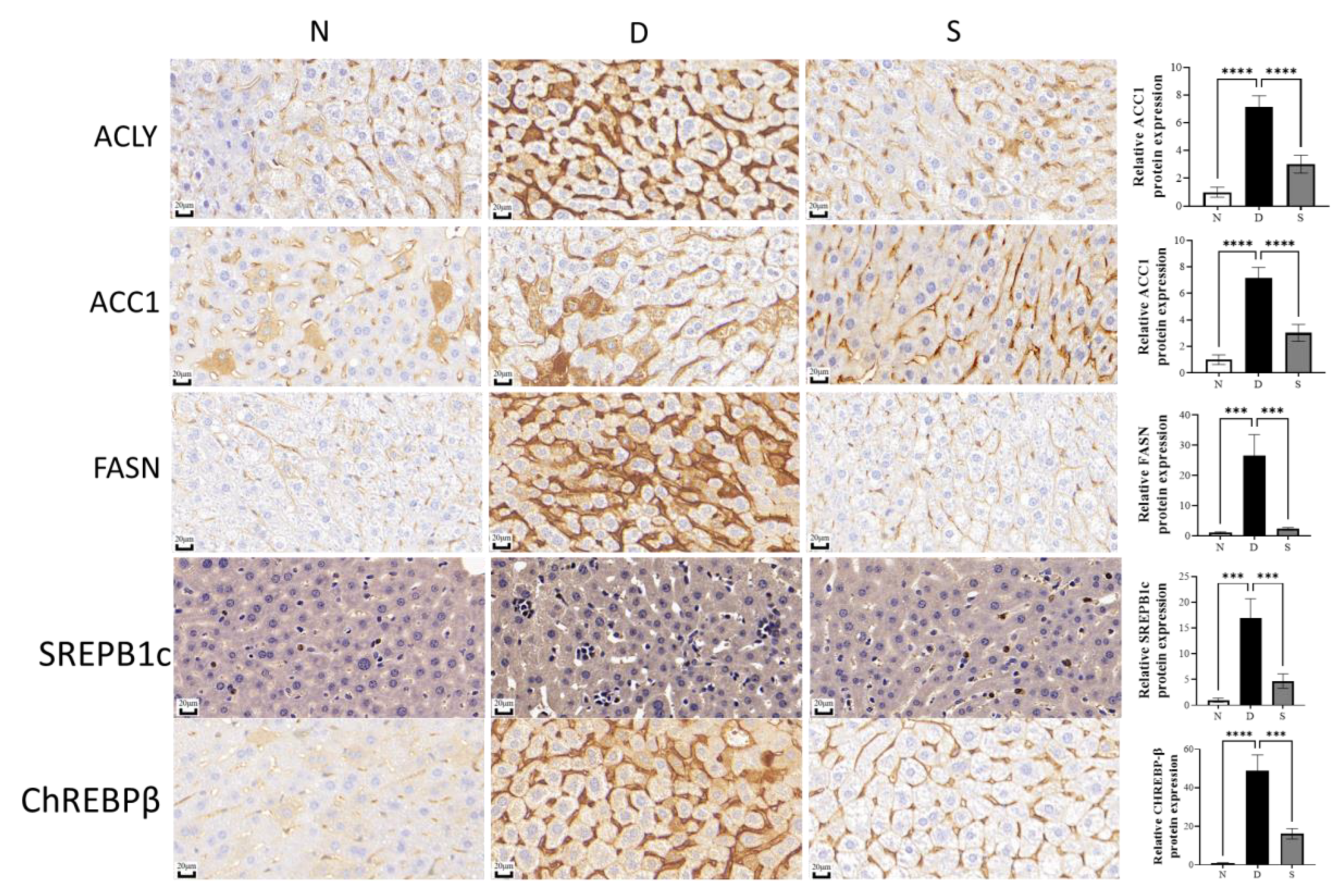 Antioxidants 12 00595 g004 Antioxidants 12 00595 g004