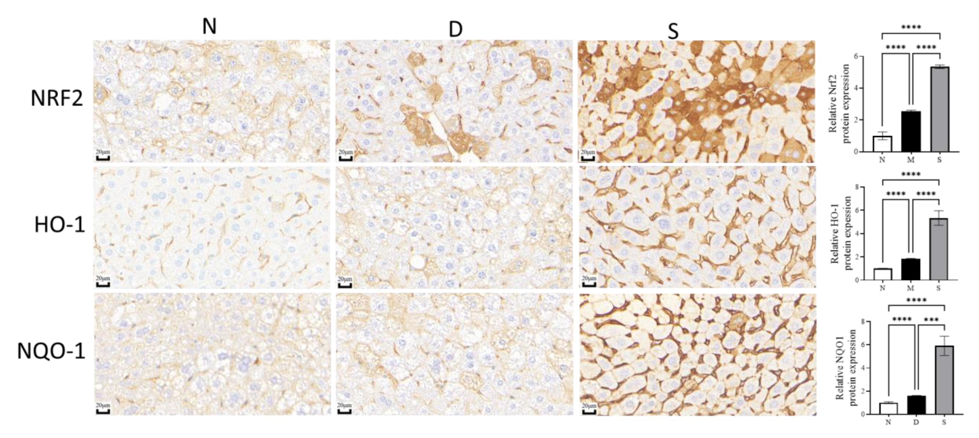 Antioxidants 12 00595 g006 Antioxidants 12 00595 g006