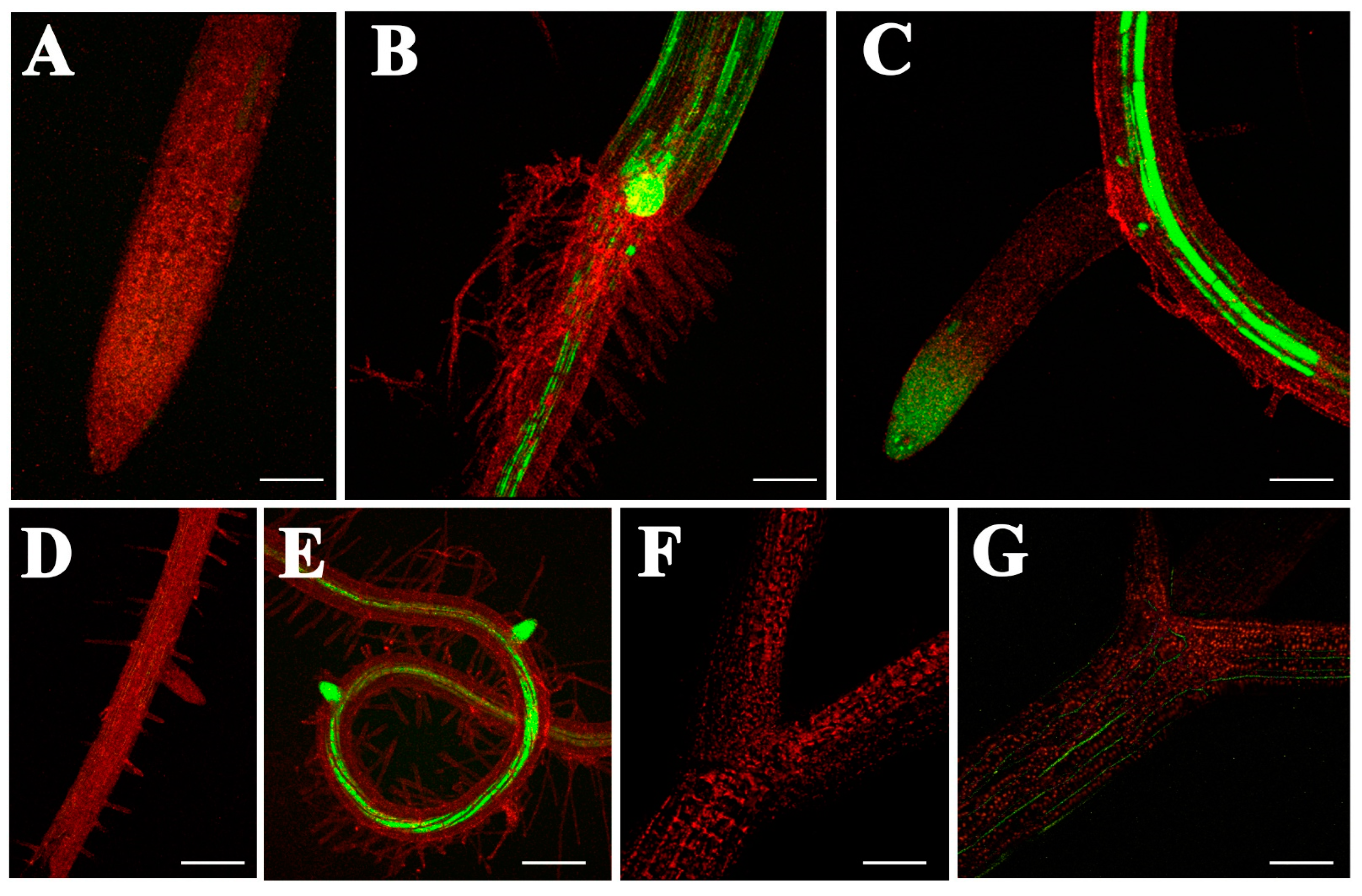 Antioxidants 12 00600 g006