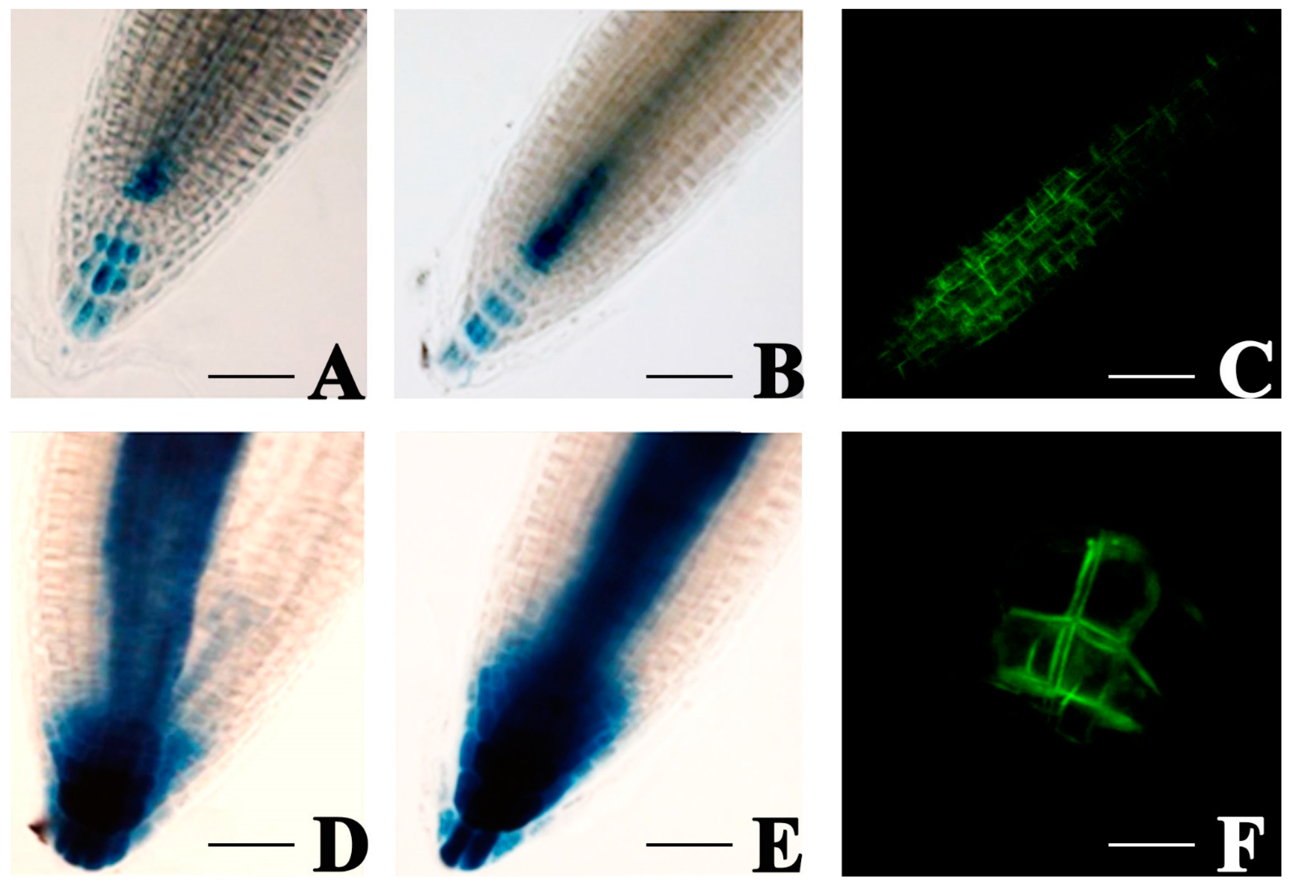 Antioxidants 12 00600 g008