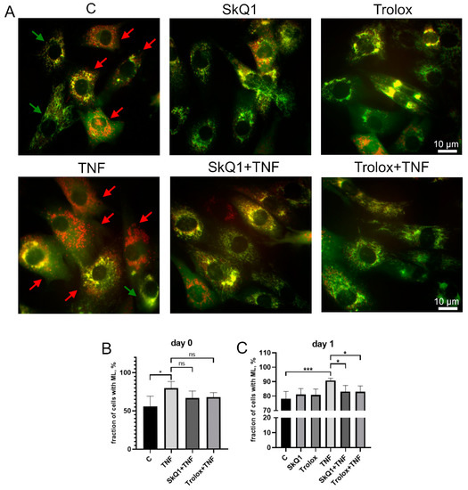 Mitochondrial Oxidative Stress and Mitophagy Activation Contribute