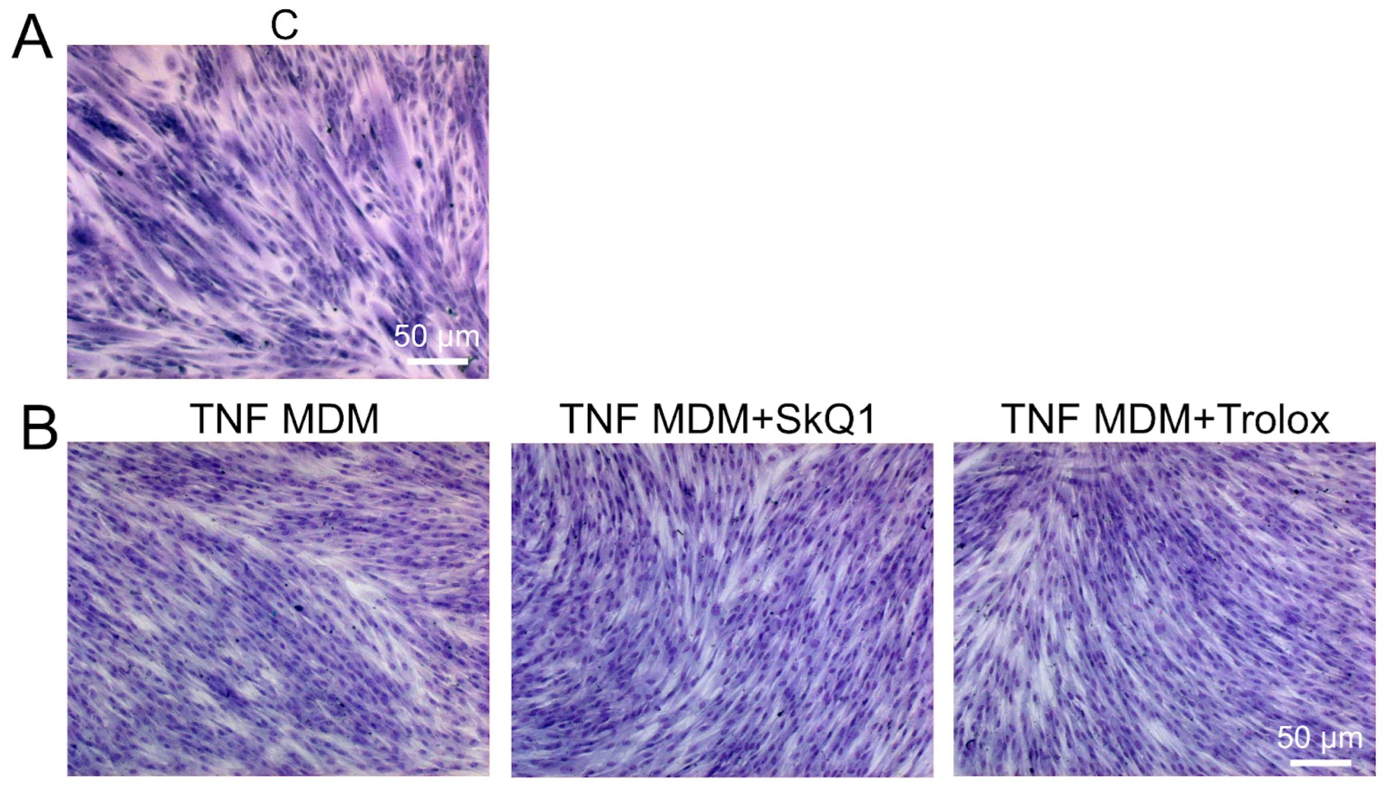 Antioxidants 12 00602 g0a2 Antioxidants 12 00602 g0a2