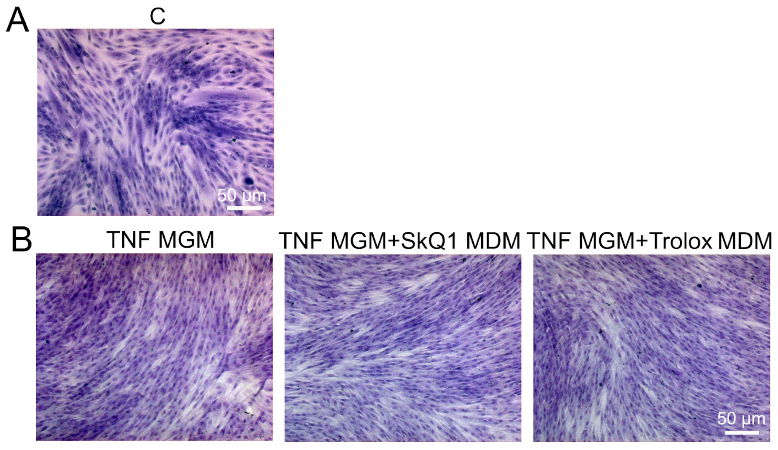 Antioxidants 12 00602 g0a3 Antioxidants 12 00602 g0a3