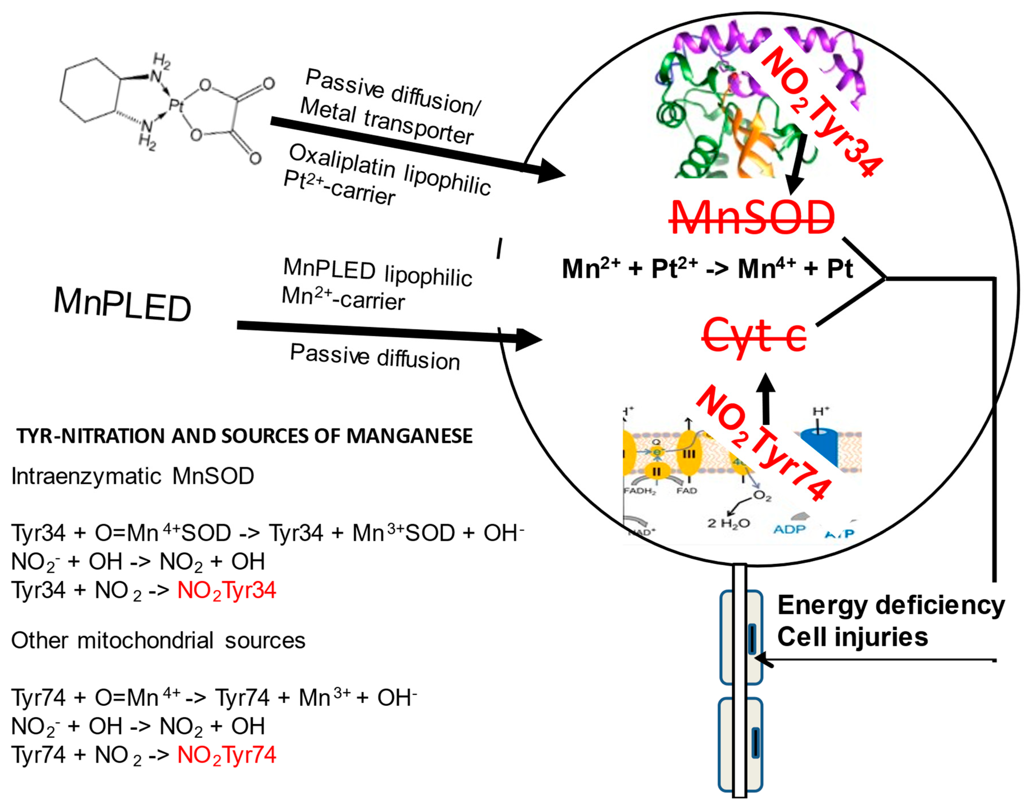 Antioxidants 12 00608 g002 Antioxidants 12 00608 g002