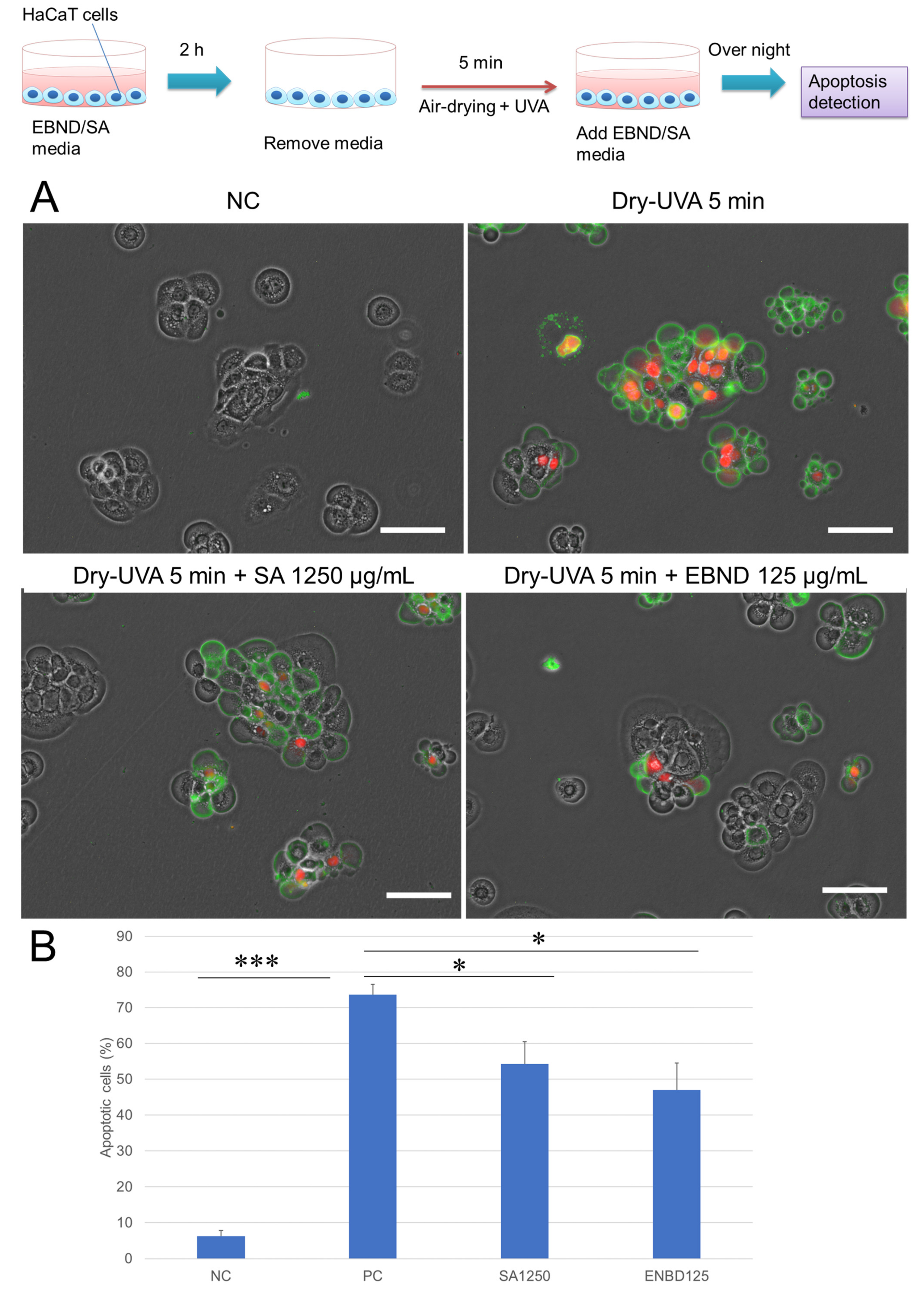 Antioxidants 12 00609 g003 Antioxidants 12 00609 g003