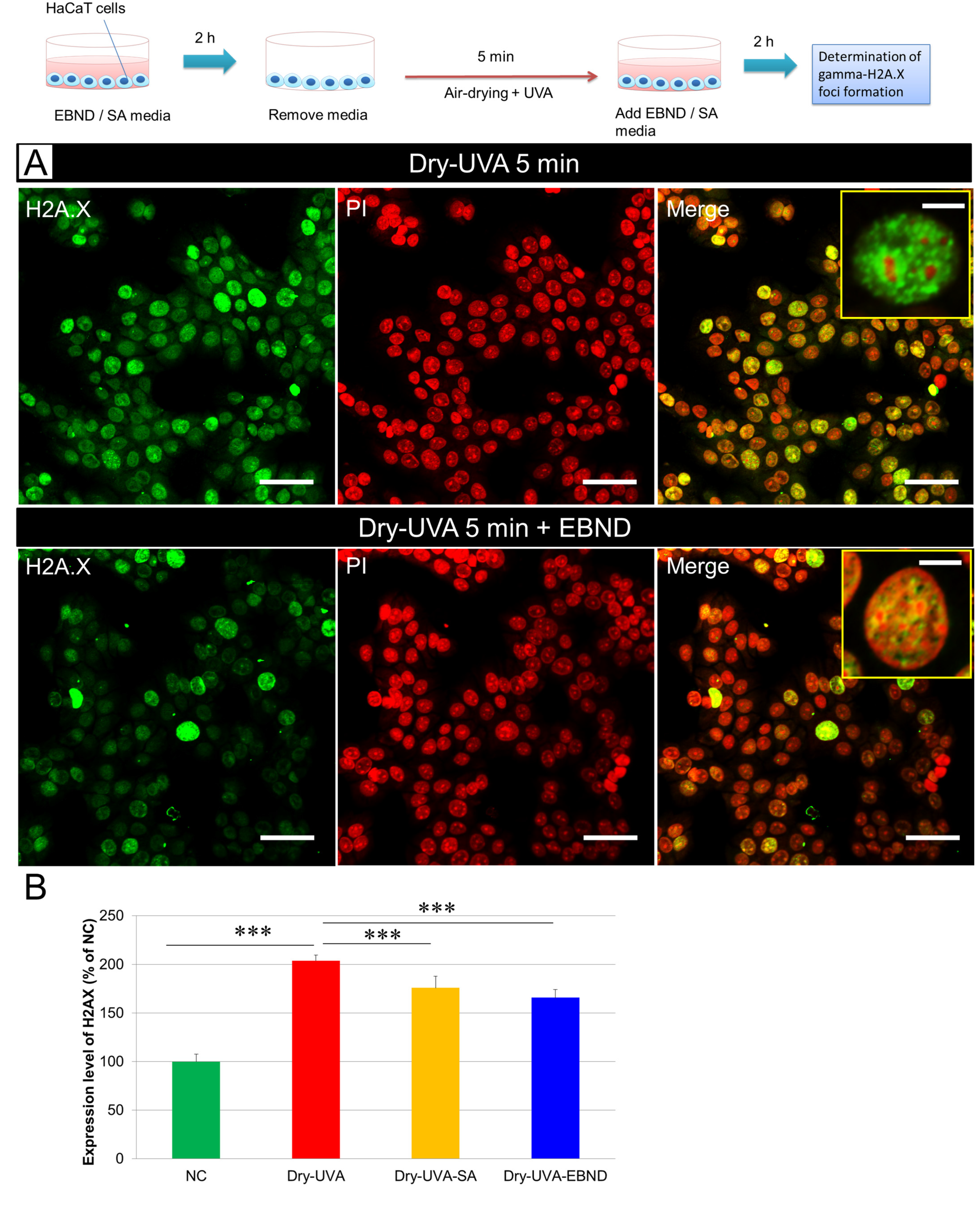 Antioxidants 12 00609 g005 Antioxidants 12 00609 g005