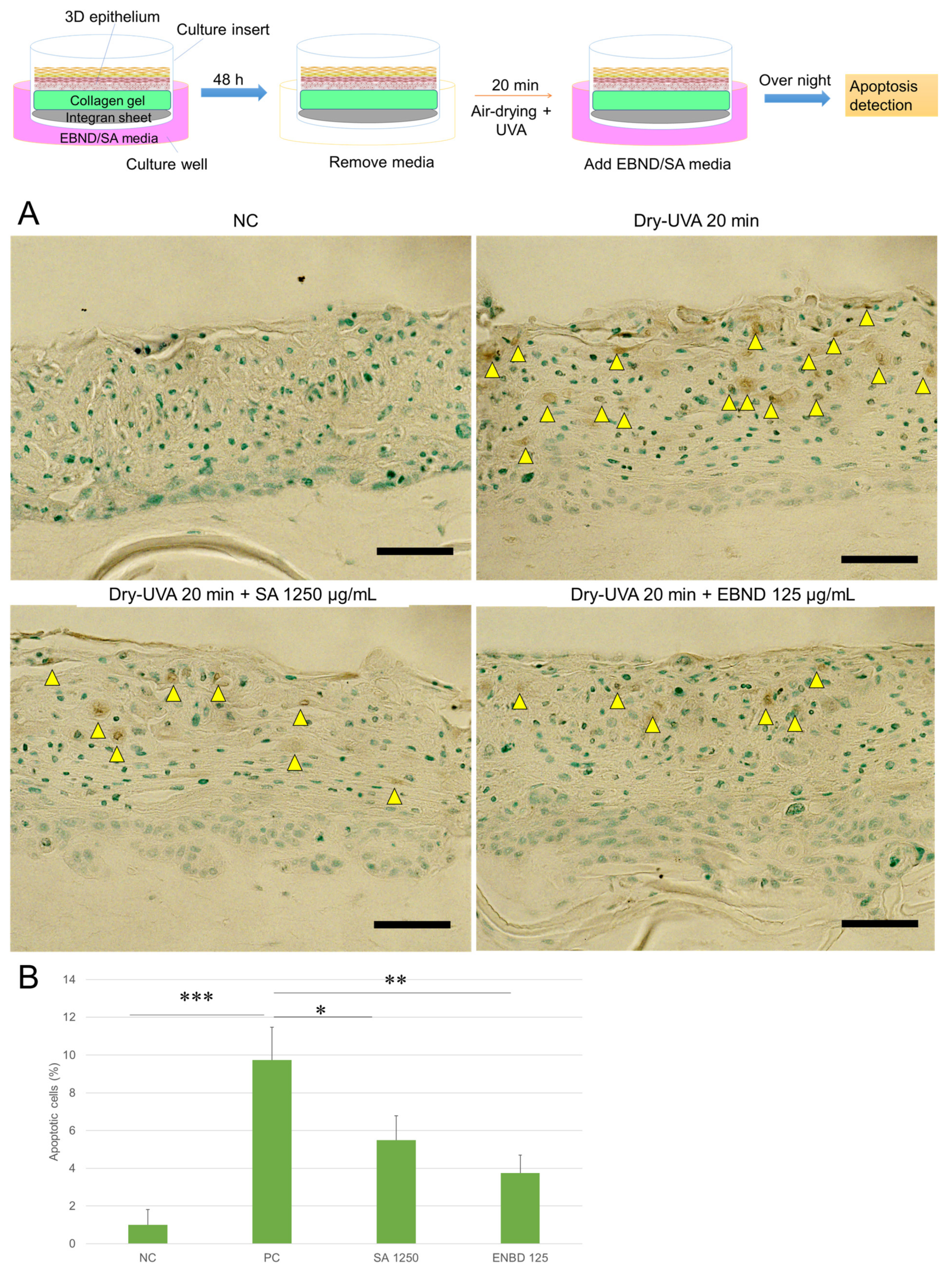 Antioxidants 12 00609 g006 Antioxidants 12 00609 g006