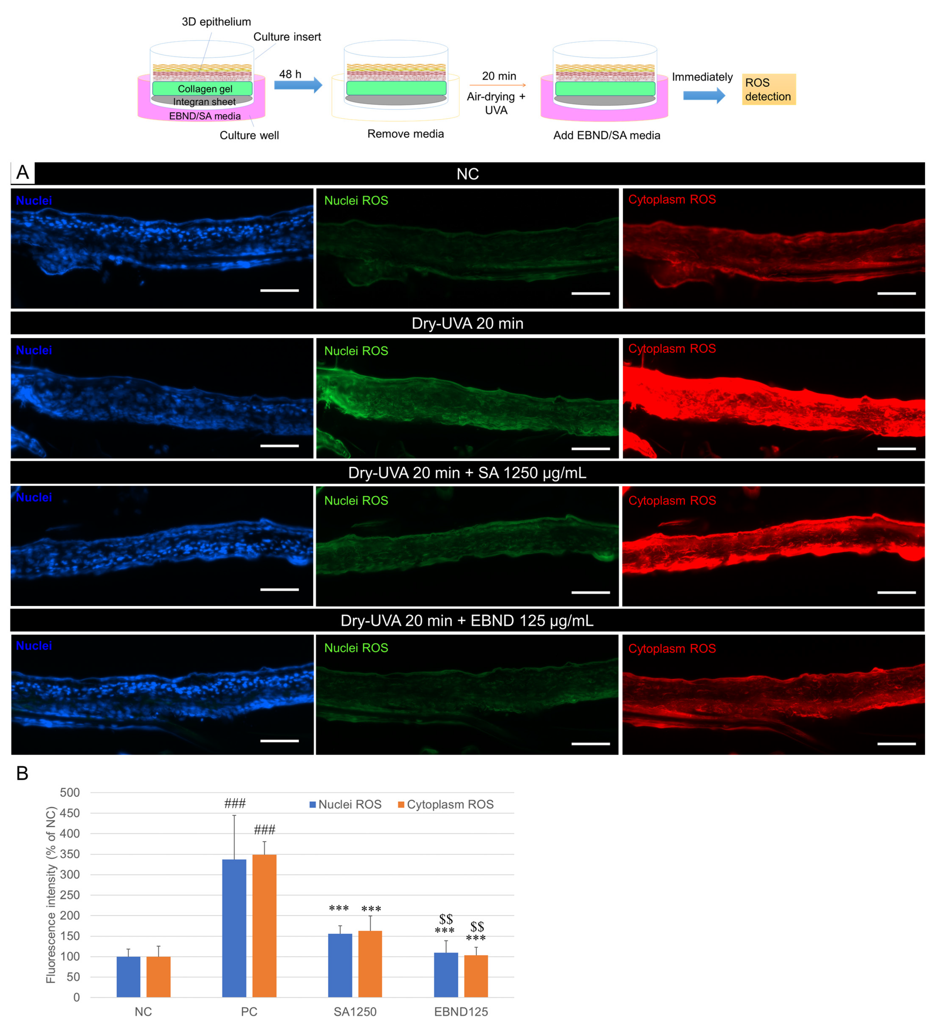 Antioxidants 12 00609 g007 Antioxidants 12 00609 g007