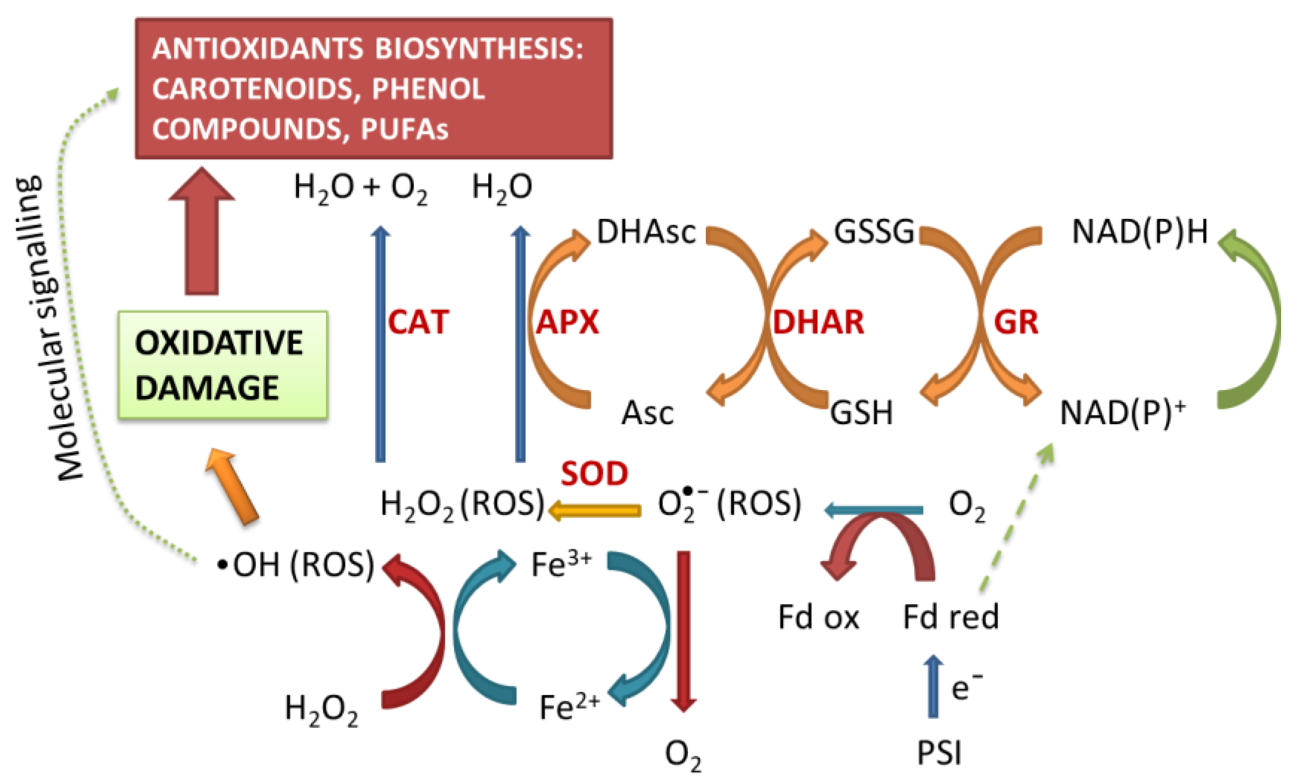 Antioxidants 12 00610 g001