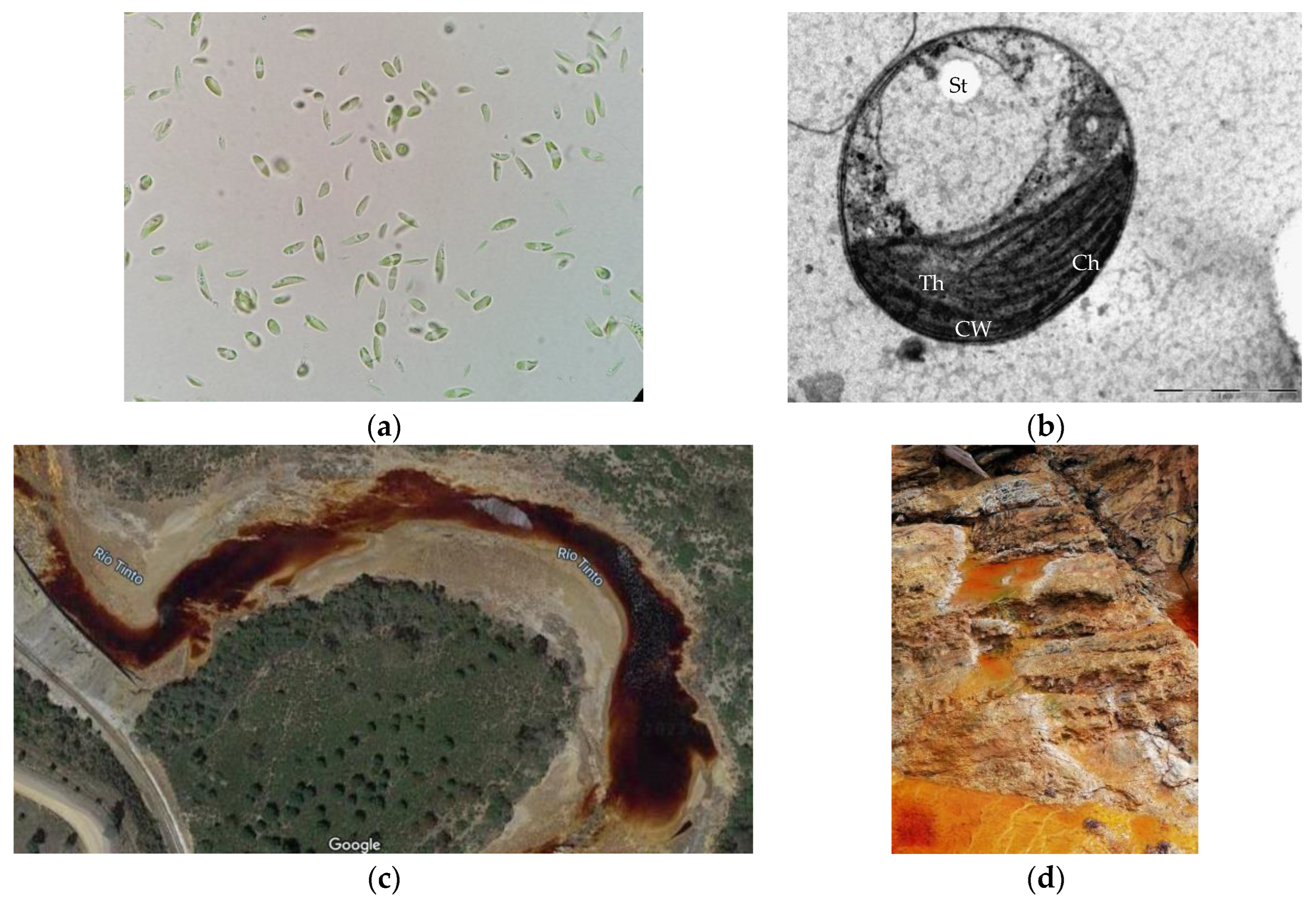 Antioxidants 12 00610 g002