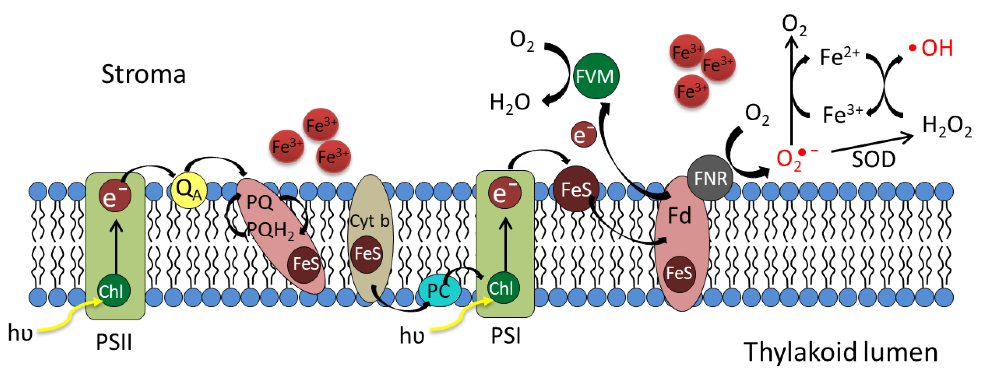 Antioxidants 12 00610 g008