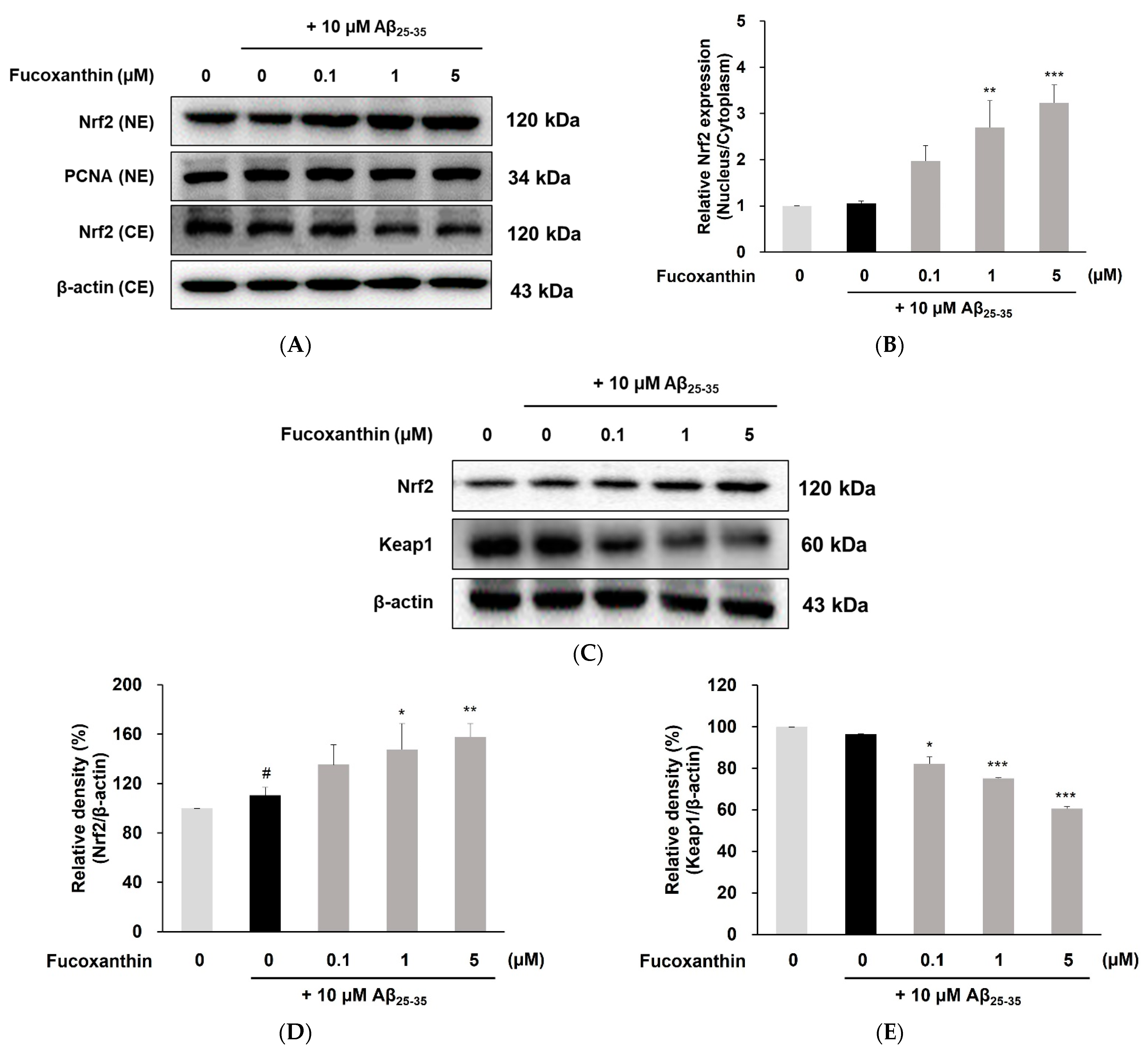 Antioxidants 12 00629 g003a Antioxidants 12 00629 g003a