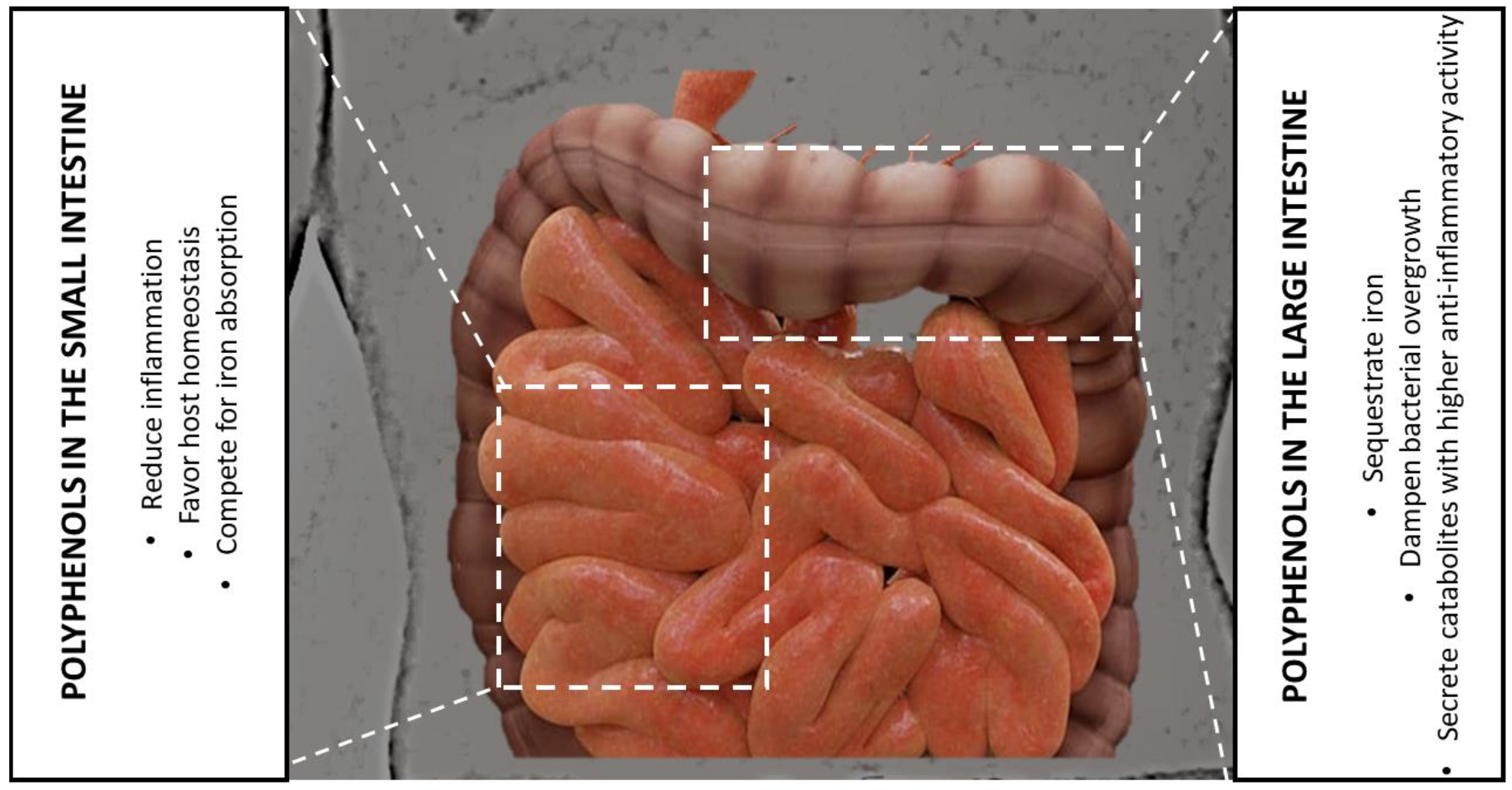 Antioxidants 12 00630 g003