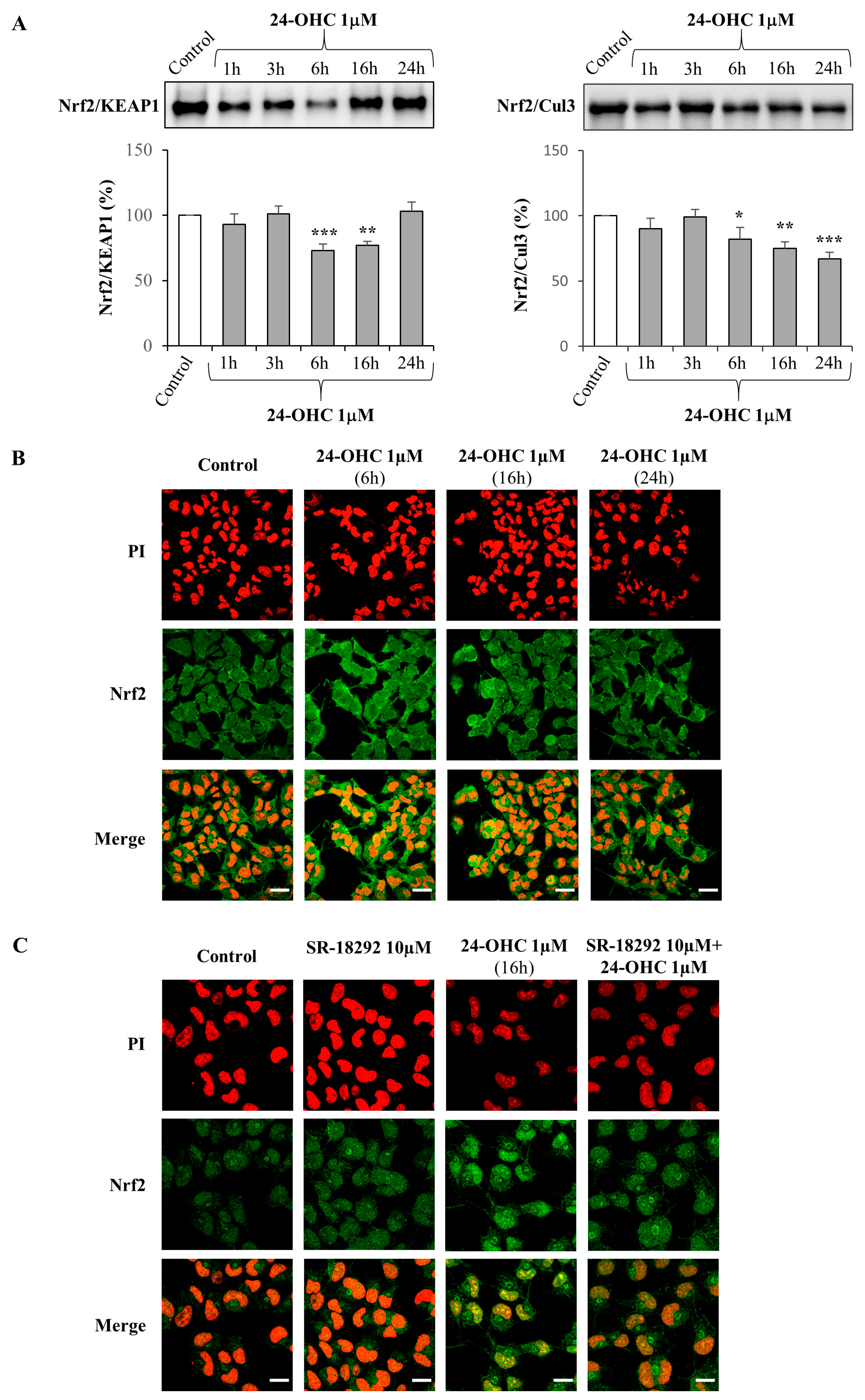 Antioxidants 12 00631 g003 Antioxidants 12 00631 g003