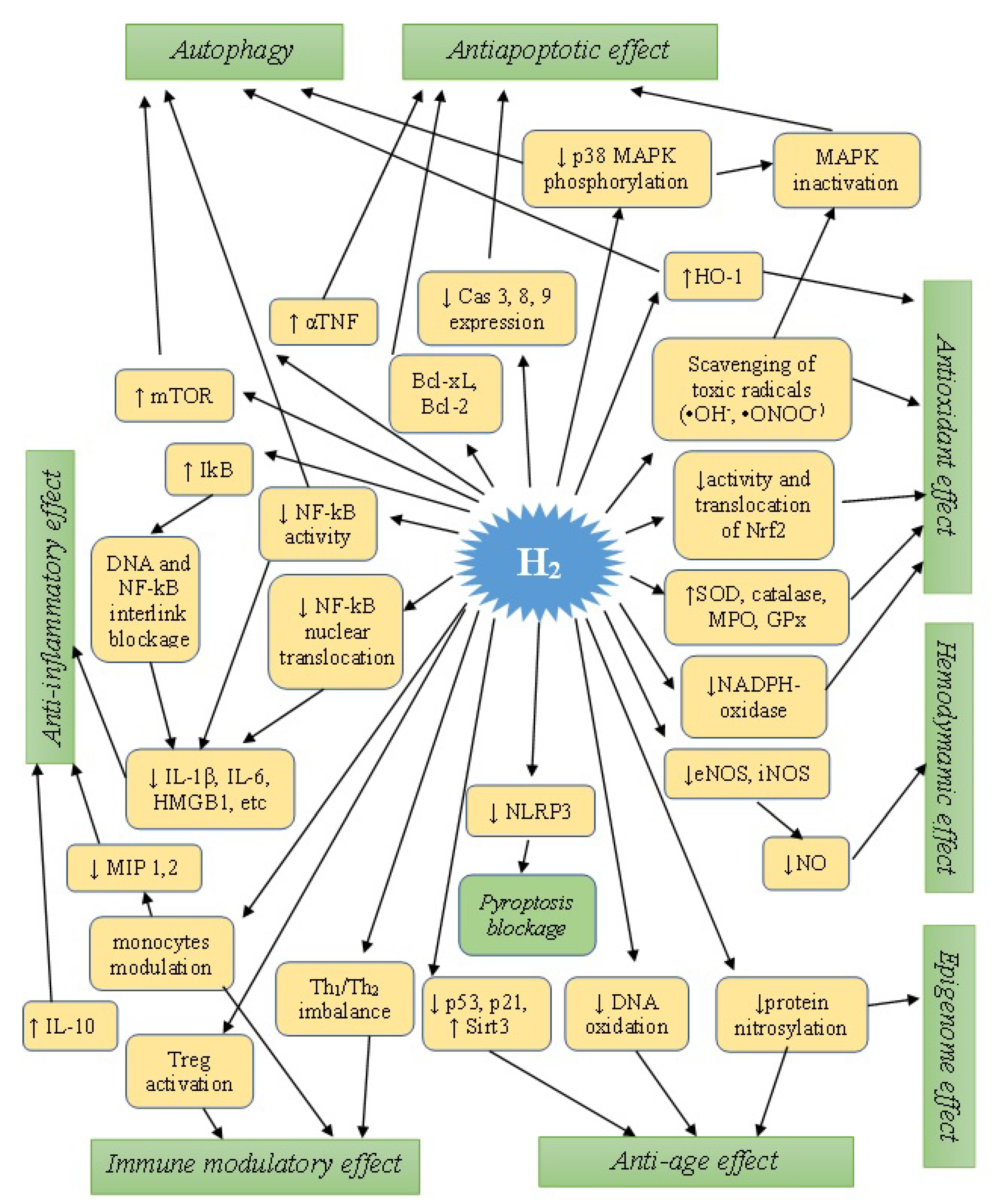 Antioxidants 12 00636 g003 Antioxidants 12 00636 g003